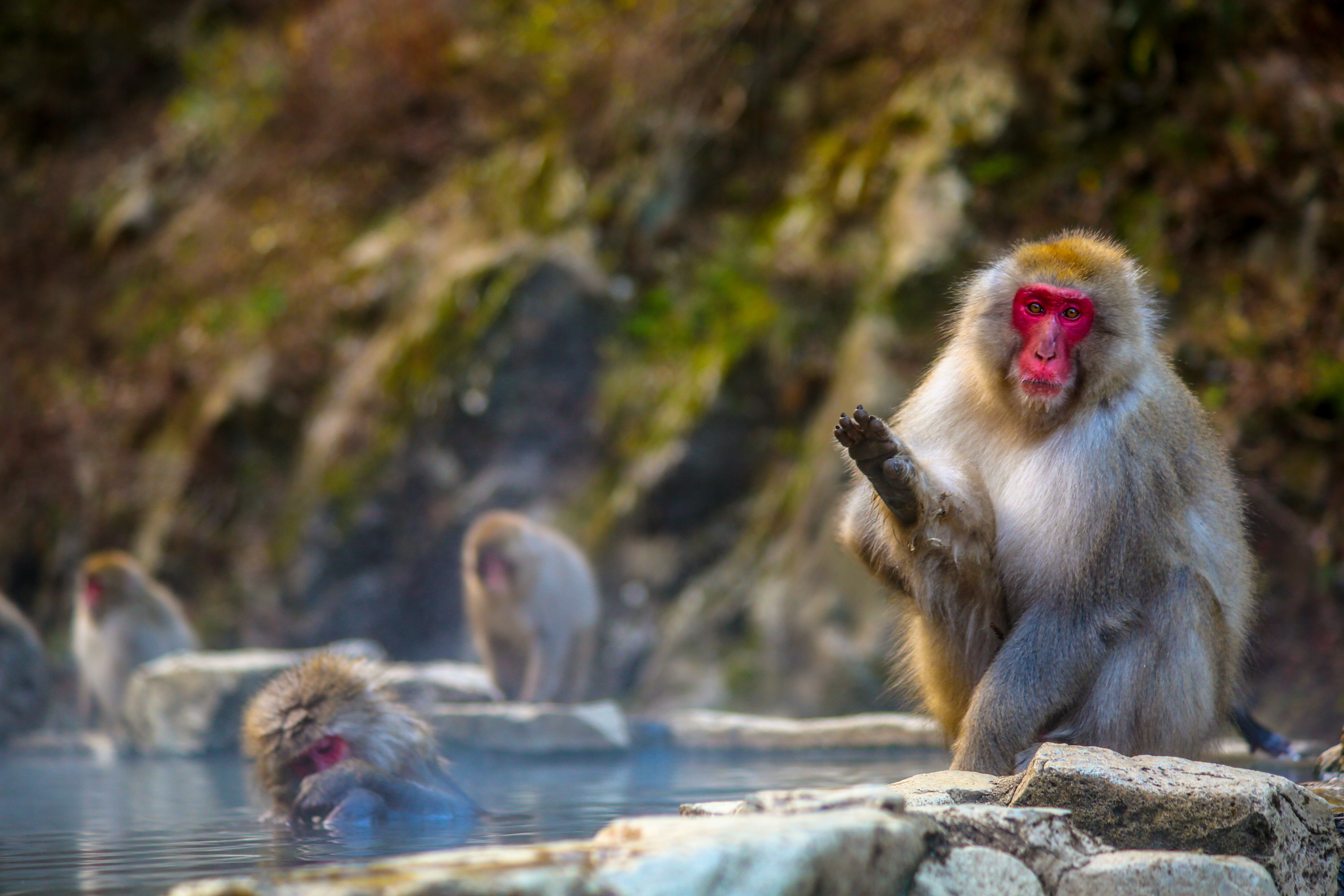 Japanese Macaque Bathing in Natural Hot Spring · Free Stock Photo