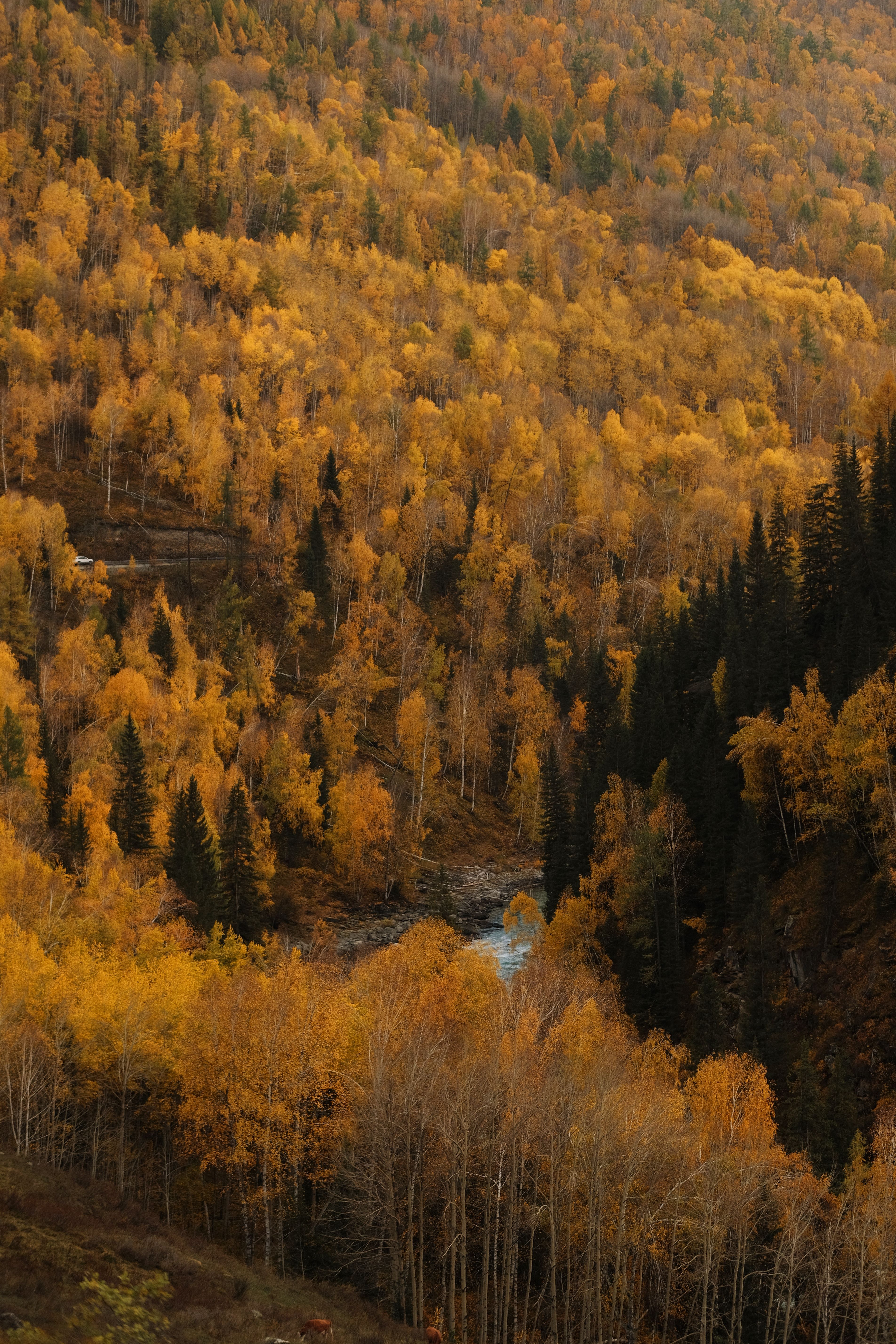 A majestic autumn landscape with golden foliage and a serene river.