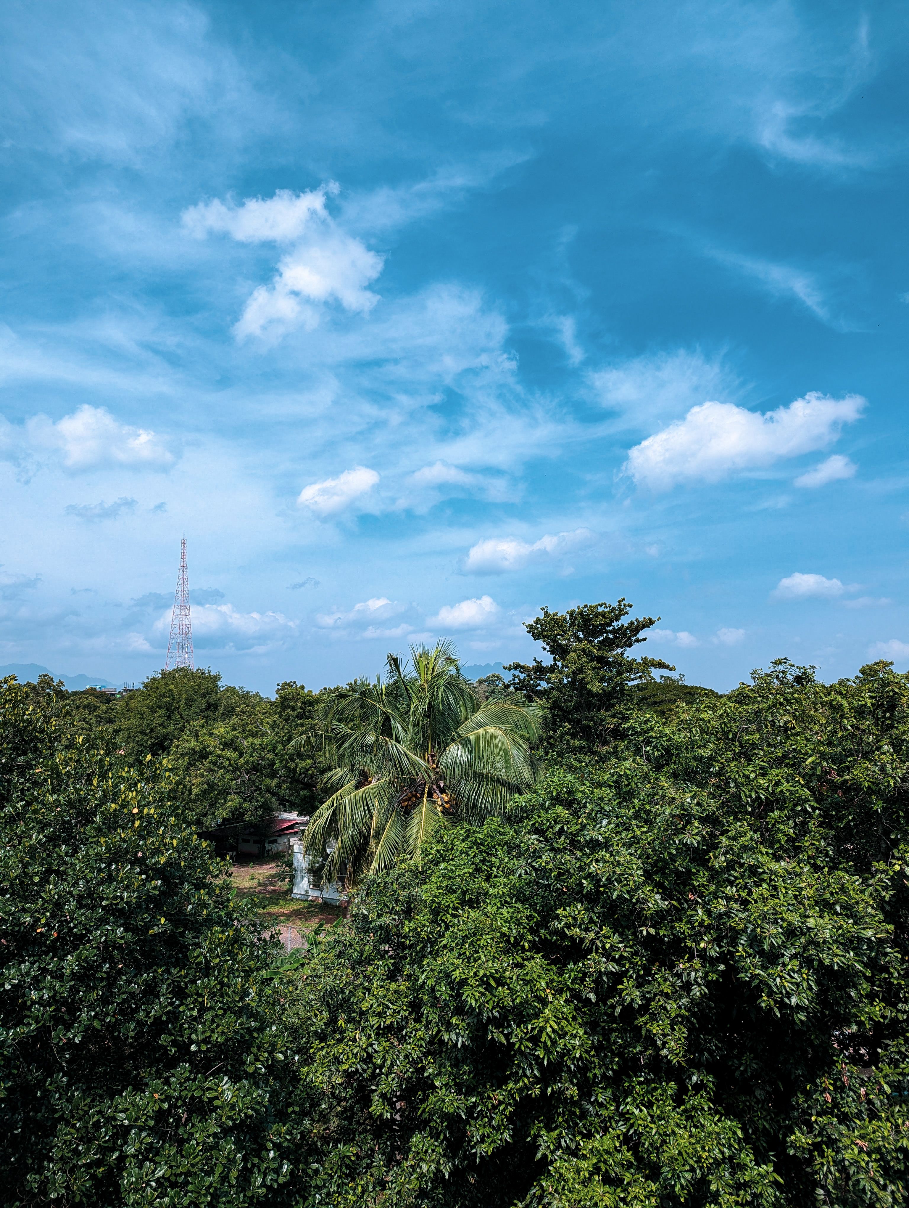 Lush Green Forest Under Clear Blue Sky · Free Stock Photo