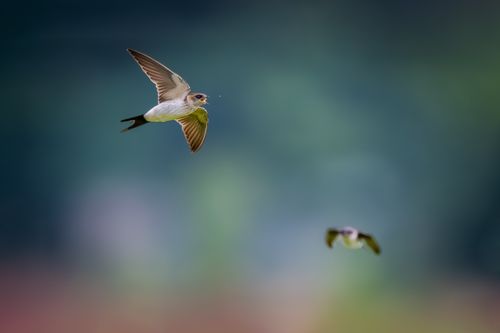 Free An elegant capture of swallows flying against a blurred background in Guangzhou, China. Stock Photo