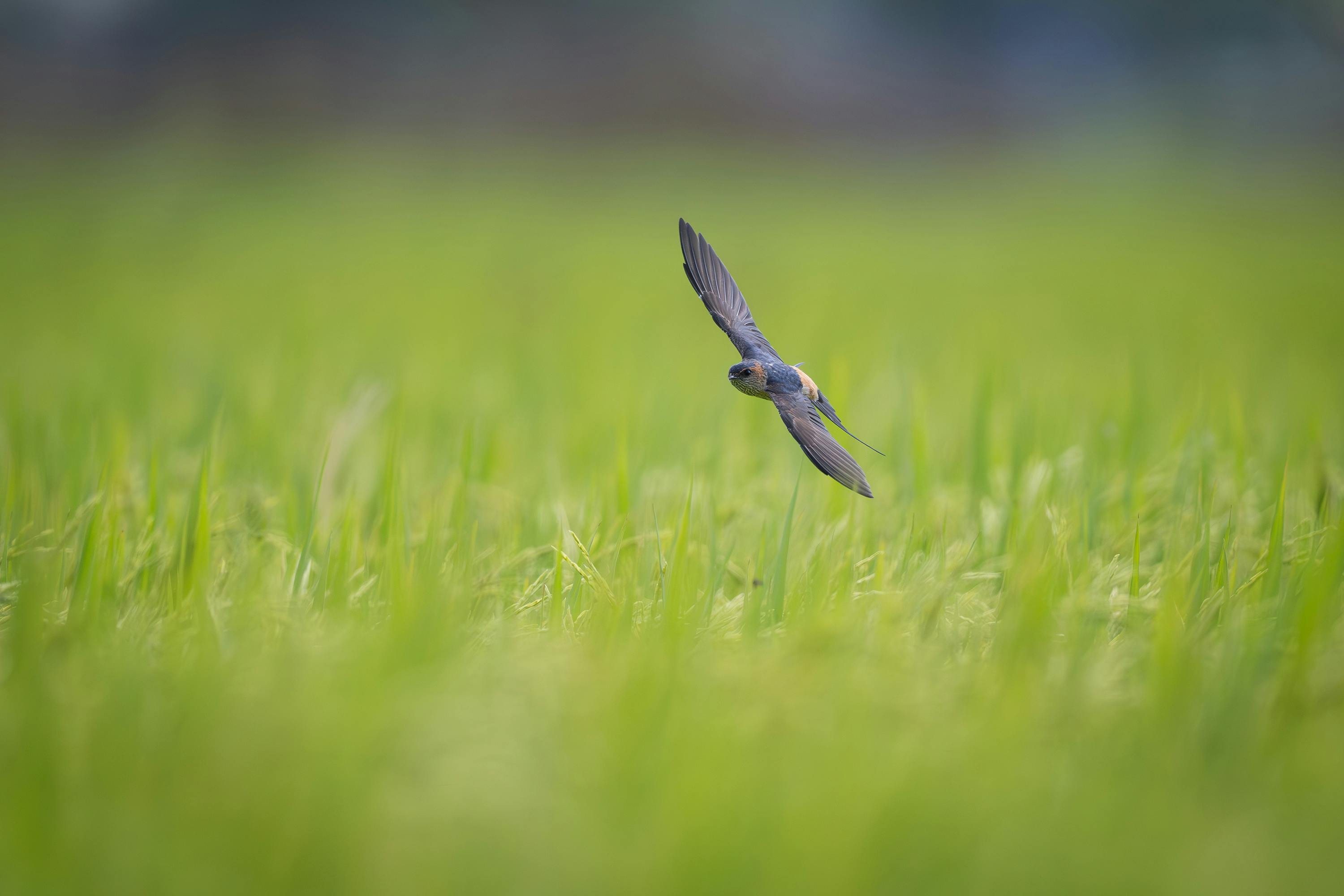 Foxits Phantom Pdf Maker Is Swift Light And Agile