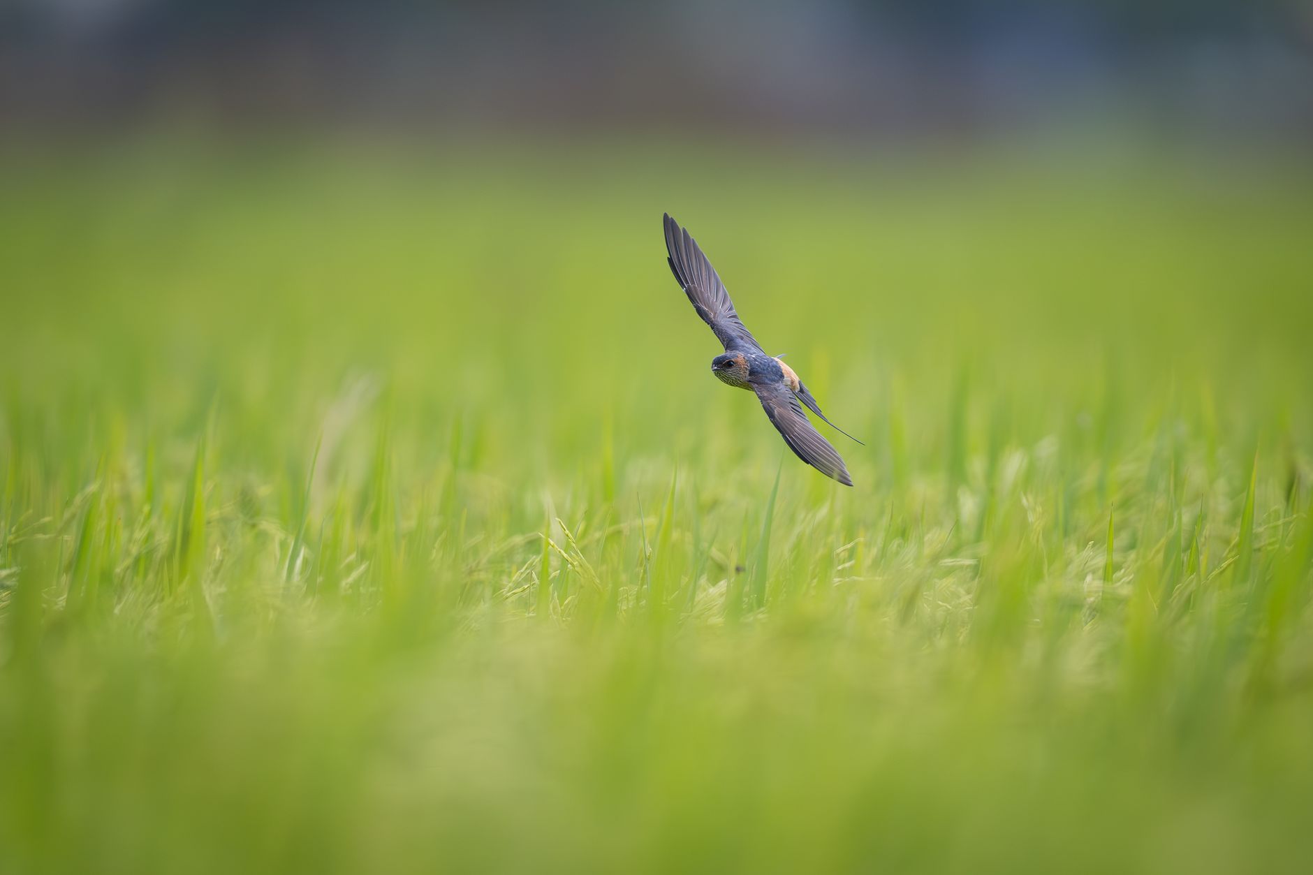 Captivating image of a swallow soaring over a vibrant green field in Guangzhou, China.