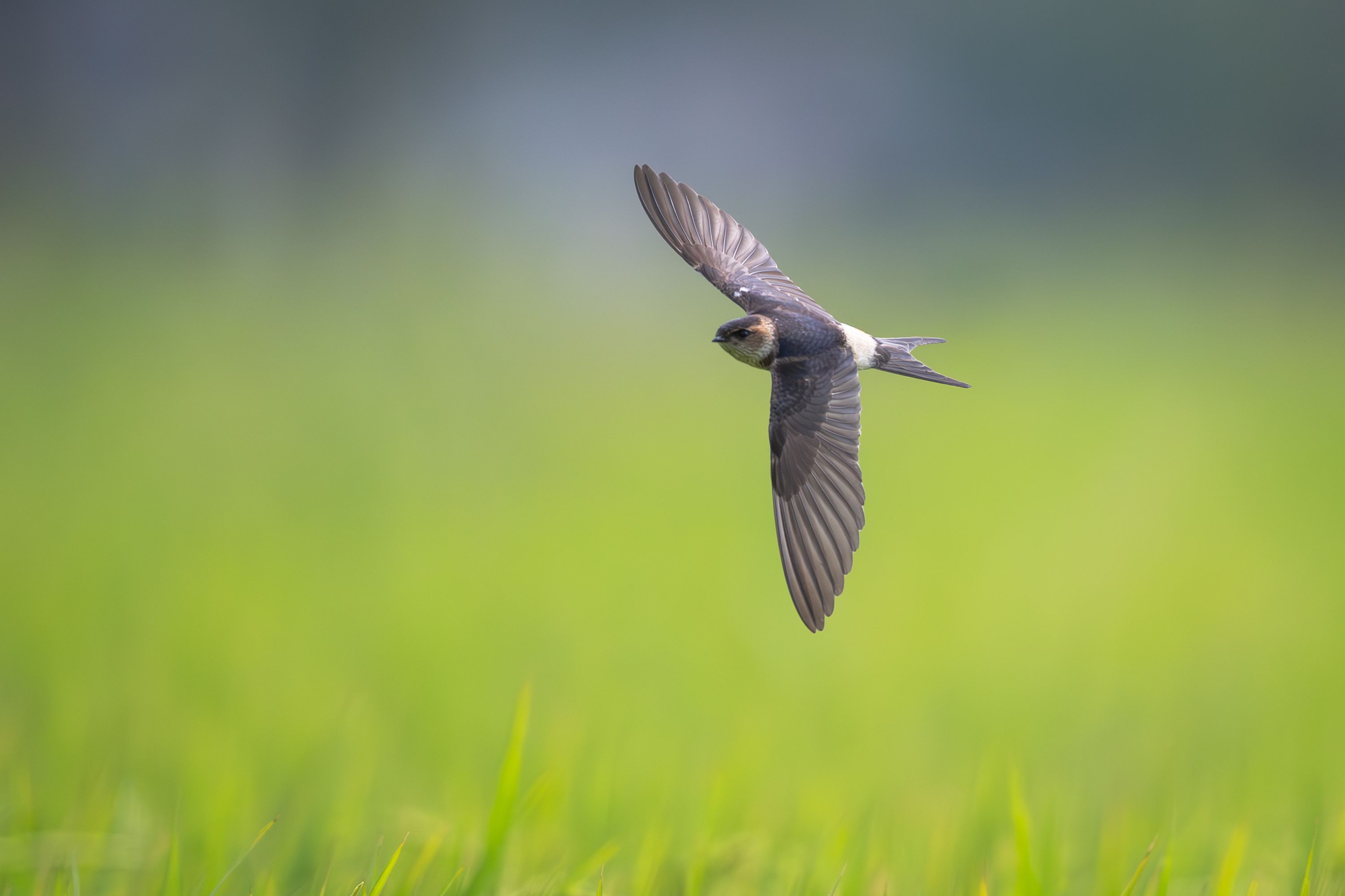 SwiftyJSON for Swift: Complete Guide with Examples