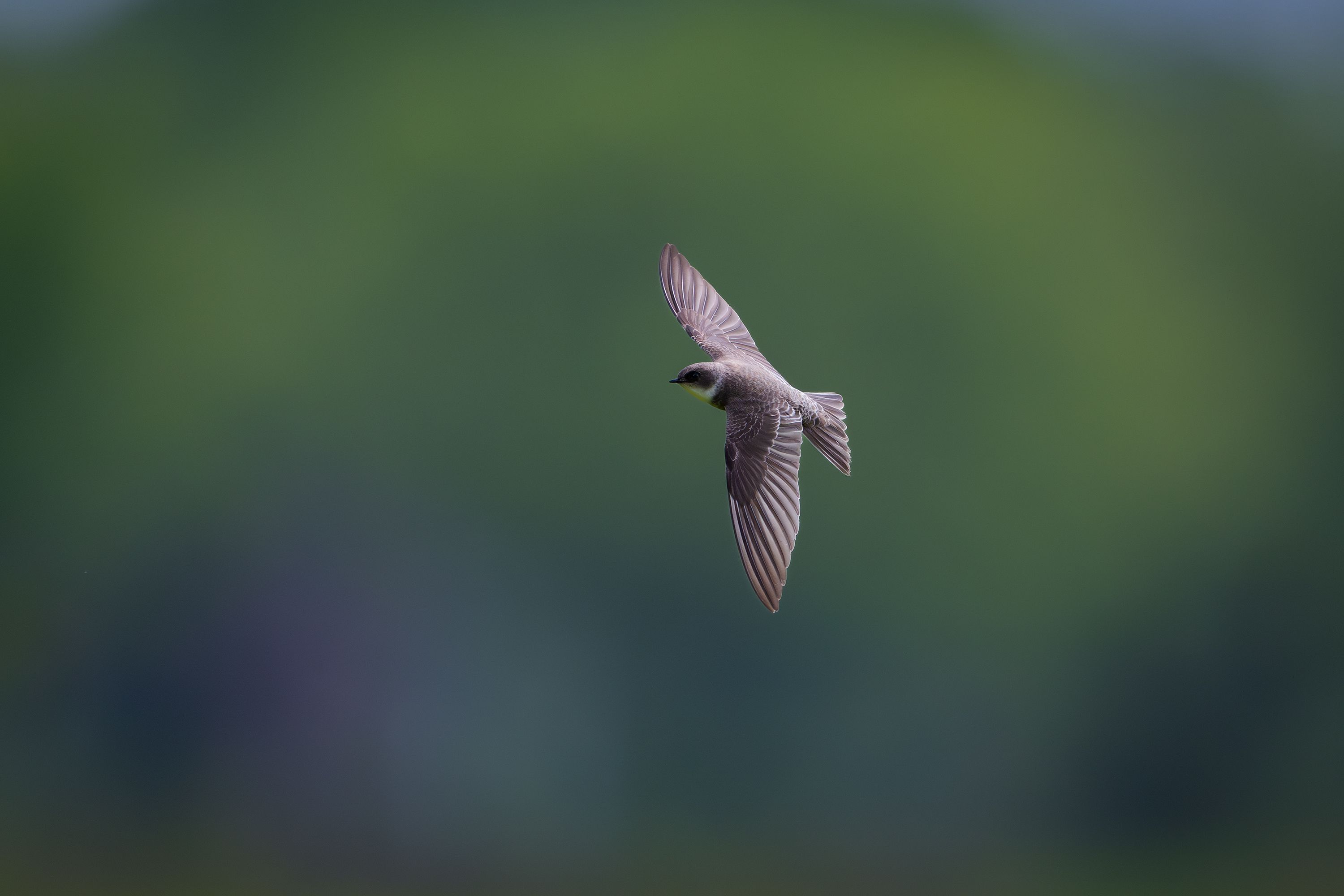 Large Companies Are Switching to Swift in 2025: A New Development Trend
