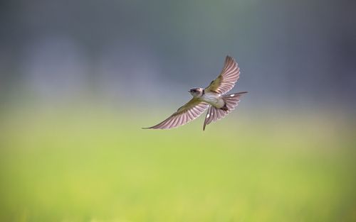 Free A sparrow gracefully soars through a vibrant green field in Guangzhou, China. Stock Photo