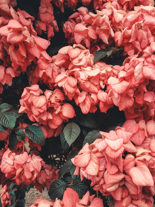 免费 粉色花瓣花的照片 素材图片