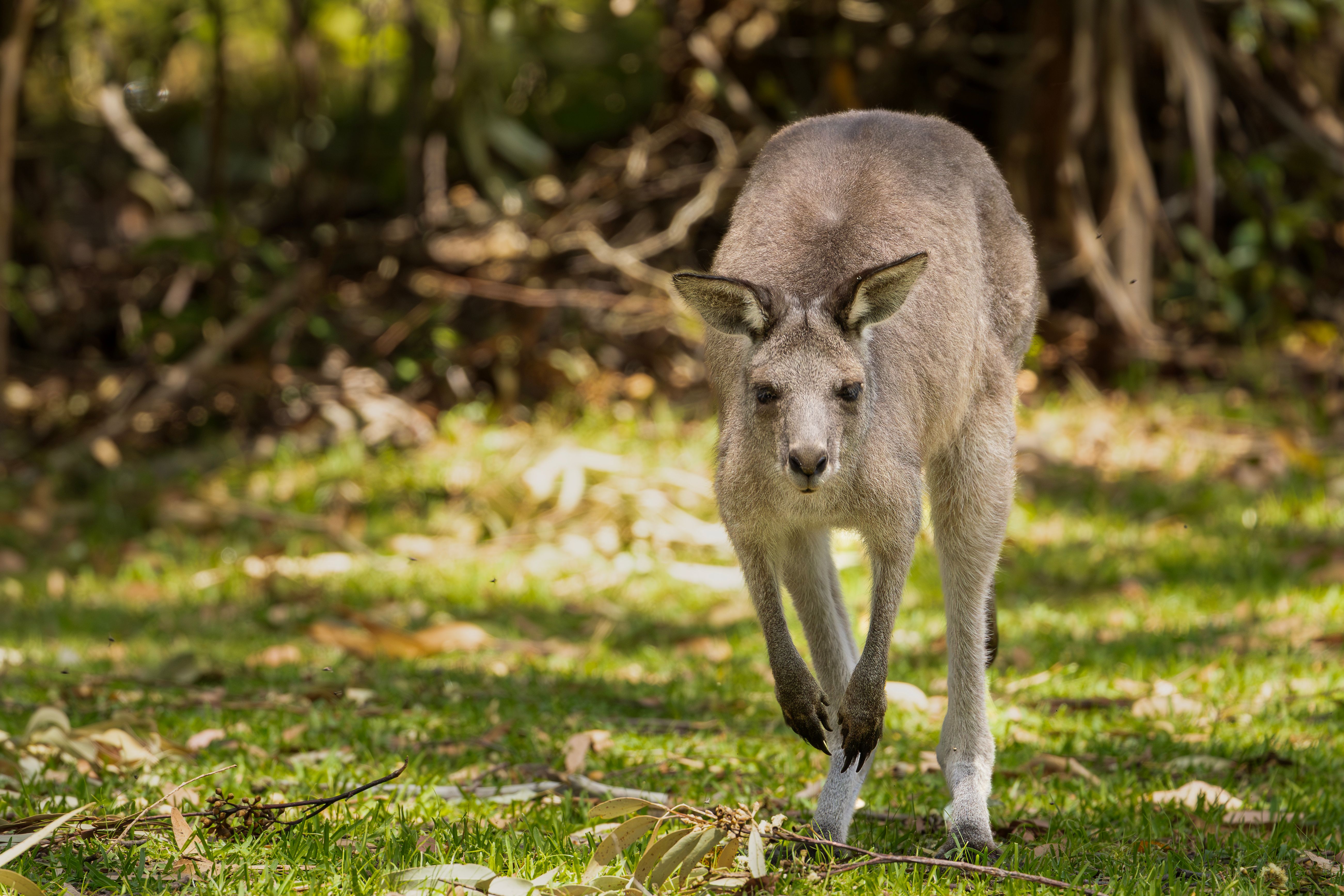 Kangaroo in natural Australian bushland