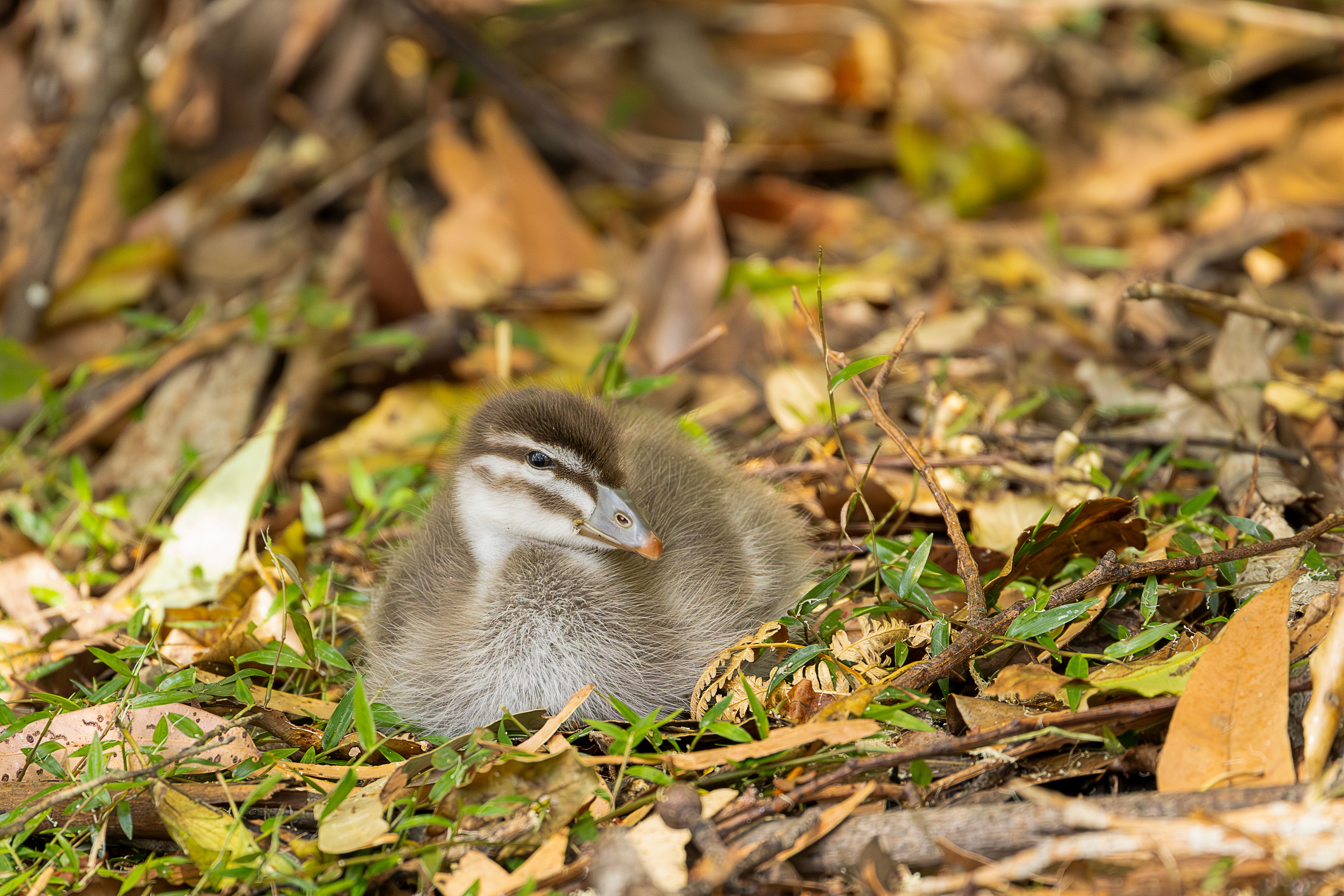Australian duckling nestled in autumn foliage · Free Stock Photo