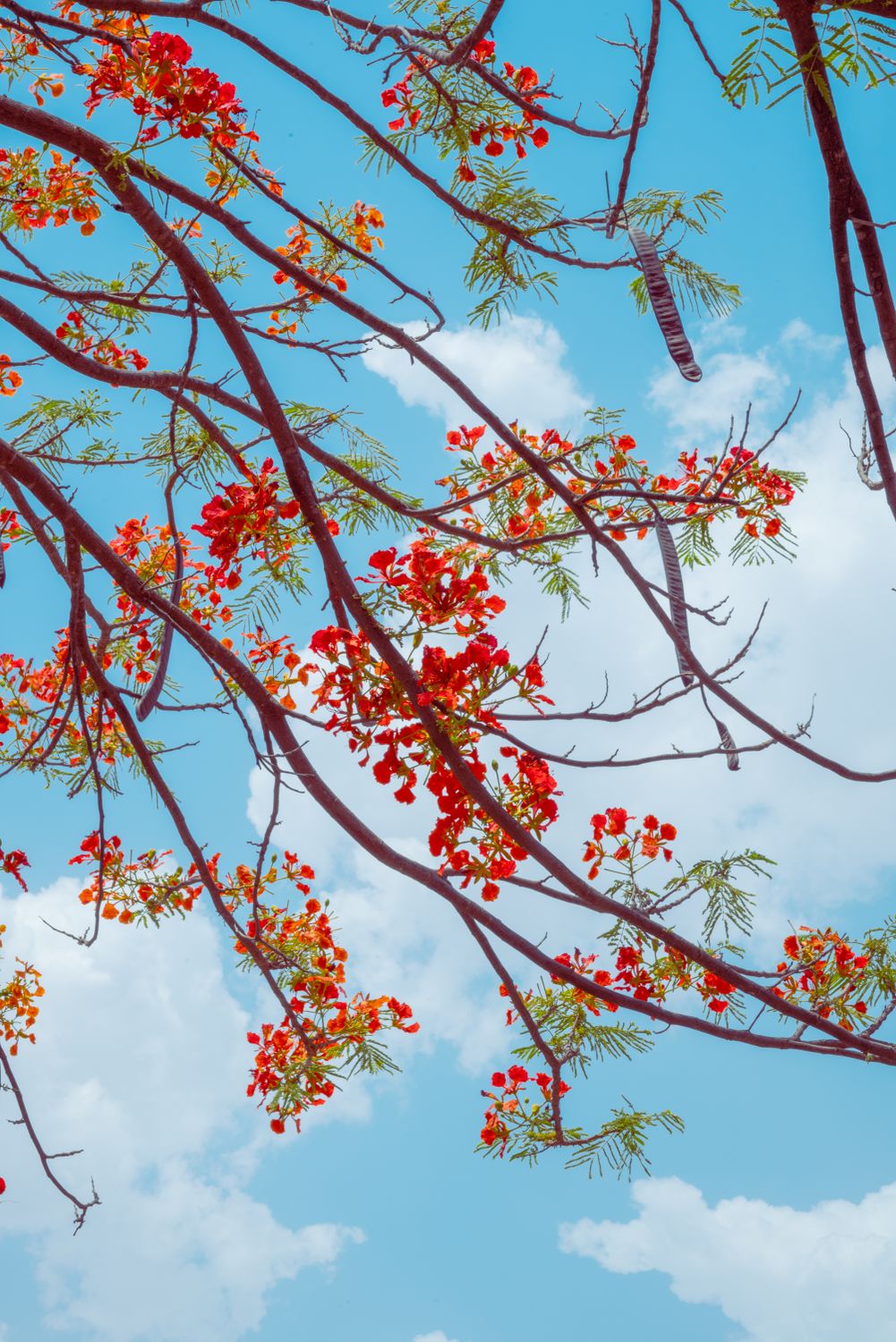 Vibrant Red Flowers Against Blue Sky · Free Stock Photo