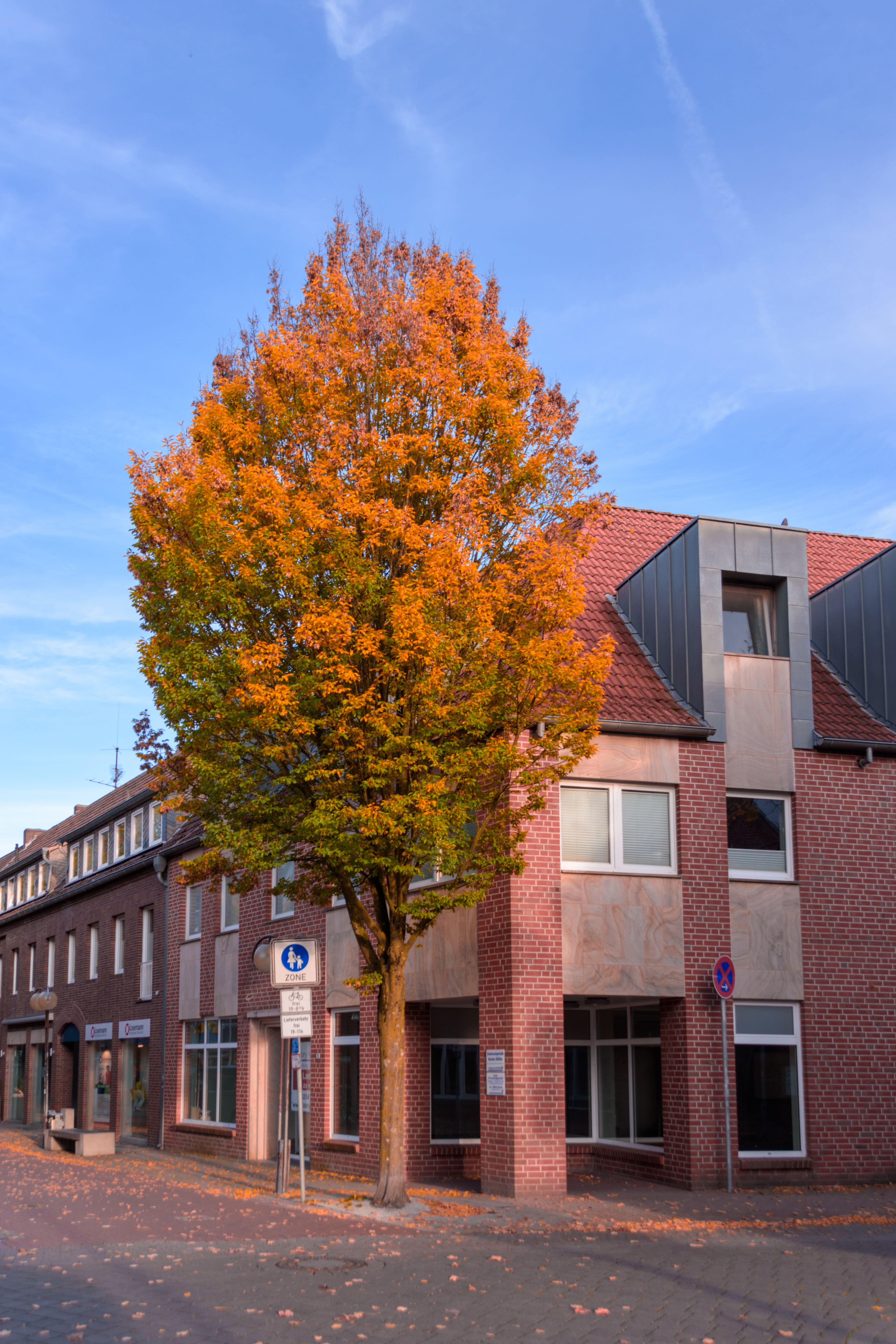 Urban Street with Autumn Tree and Brick Buildings · Free Stock Photo
