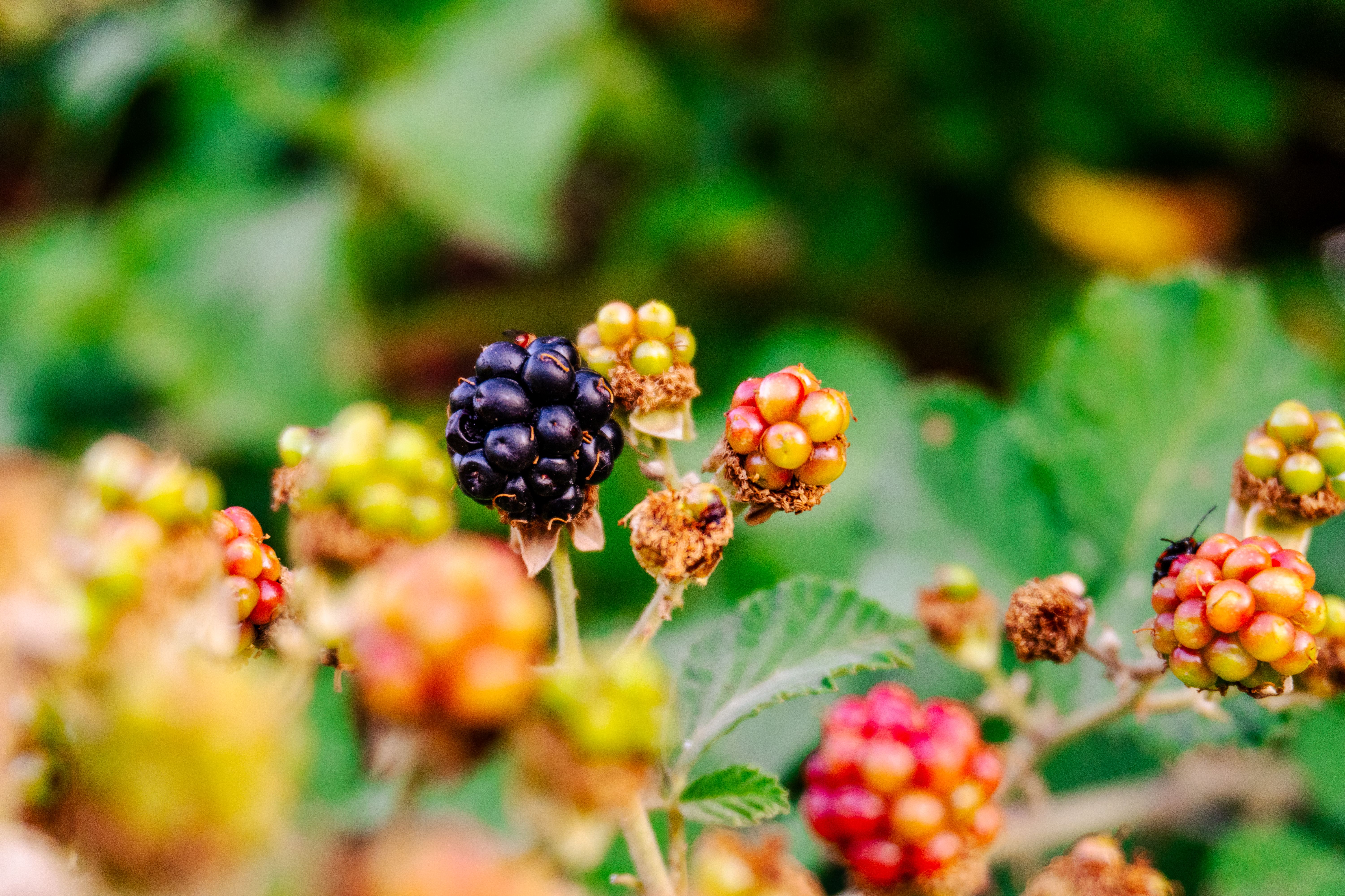 Close-up of Ripe and Unripe Blackberries in Nature · Free Stock Photo