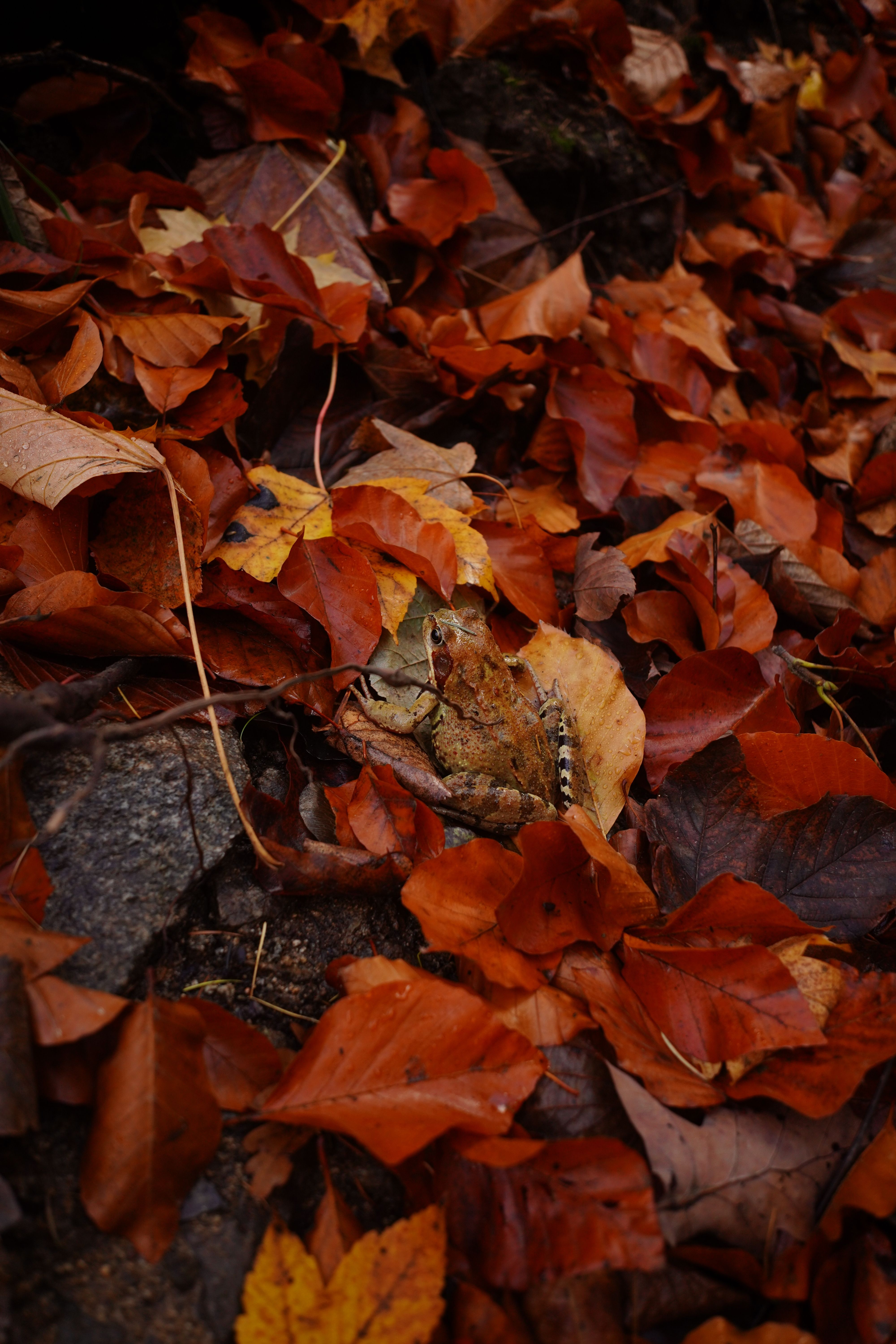 A frog camouflaged among vibrant autumn leaves in a forest setting.