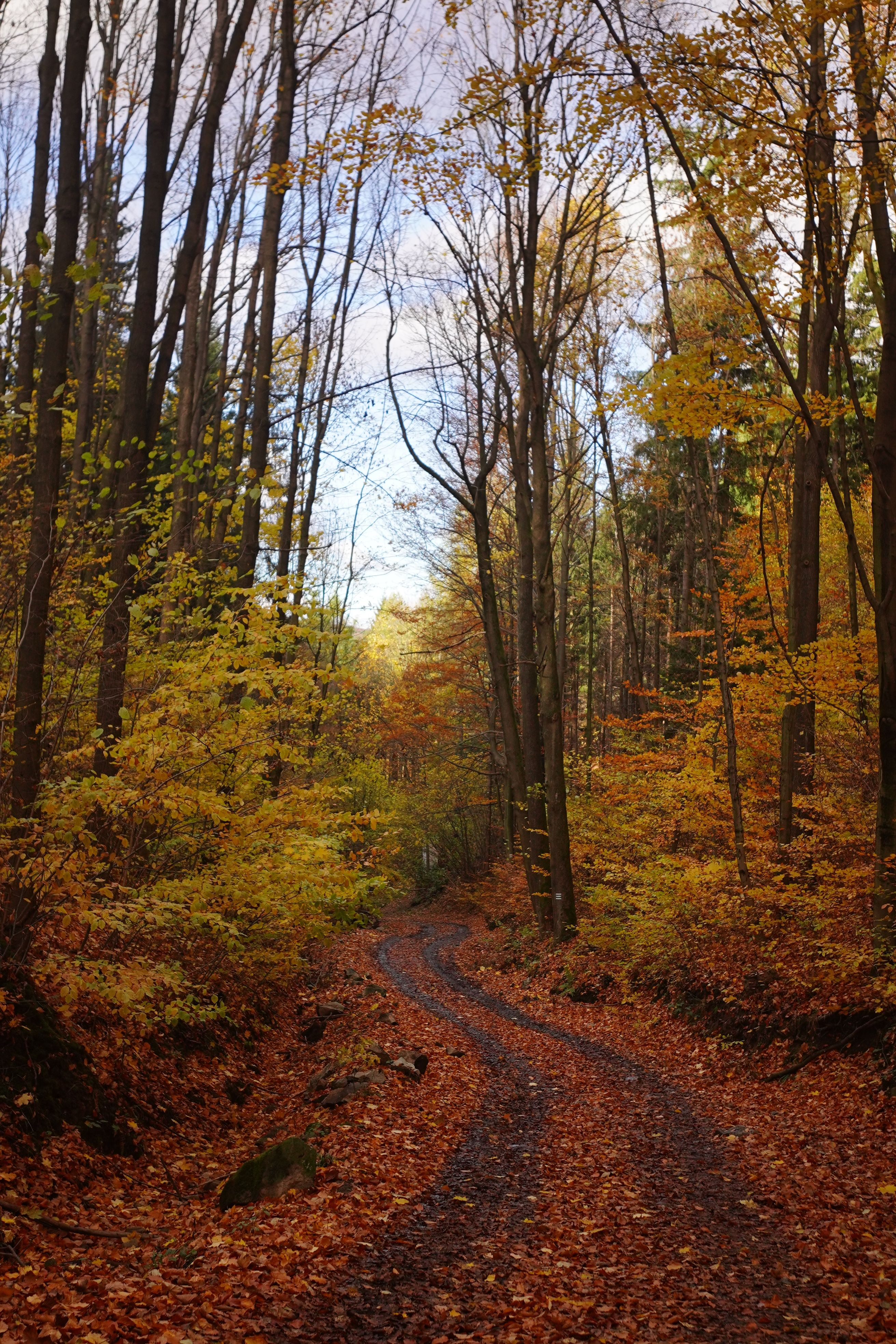 Scenic Autumn Forest Pathway with Vibrant Foliage · Free Stock Photo