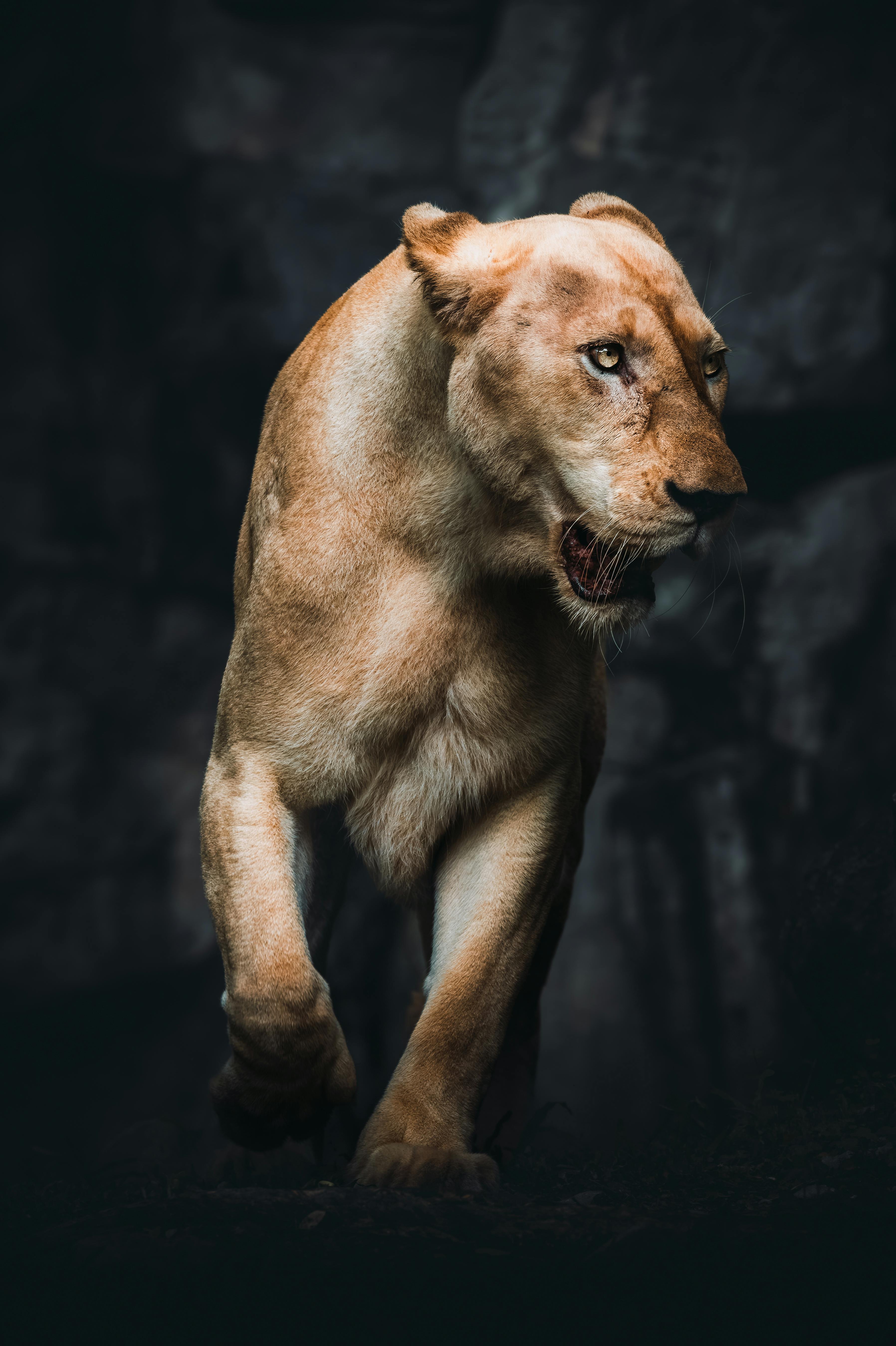 The Apex Predator: Exploring the Unmatched Dominance of Nature’s Ultimate Hunter