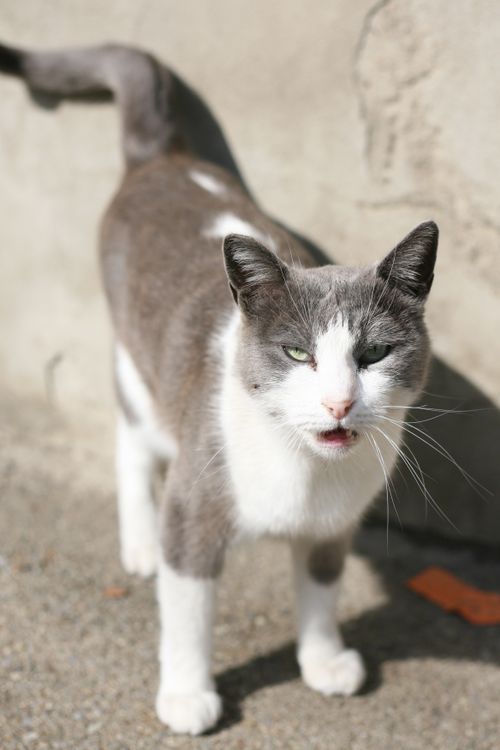 Free Grey and white domestic cat standing outdoors against a wall, sunlit scene. Stock Photo