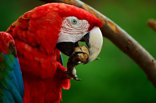 Free Red White Blue and Green Parrot Bird Stock Photo