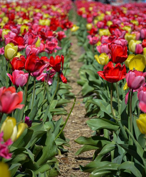 Free Colorful tulip field in Lisse, Zuid-Holland, showcasing vibrant spring blooms under a sunny sky. Stock Photo