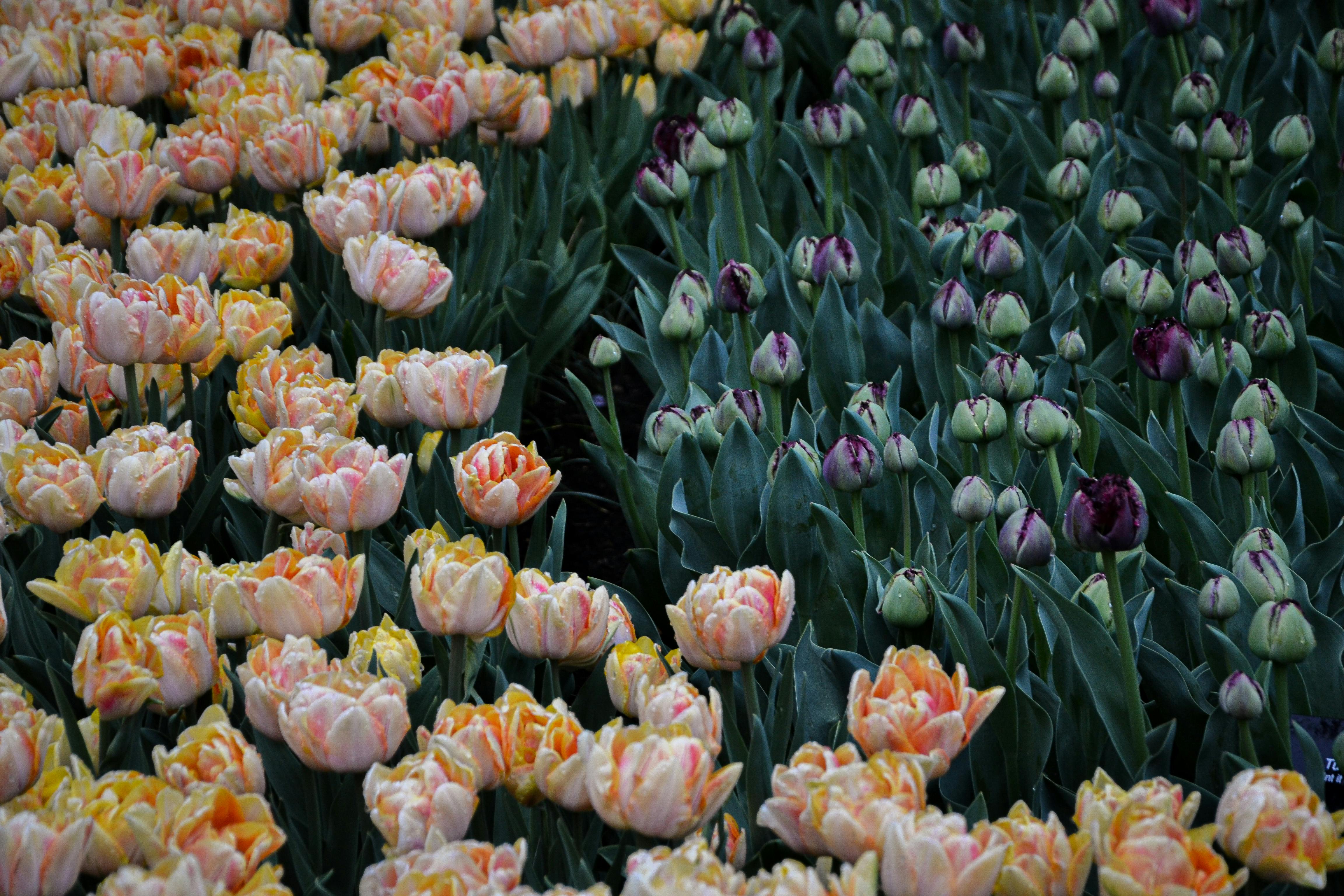 Keukenhof gardens in full bloom - amsterdam holiday deals
