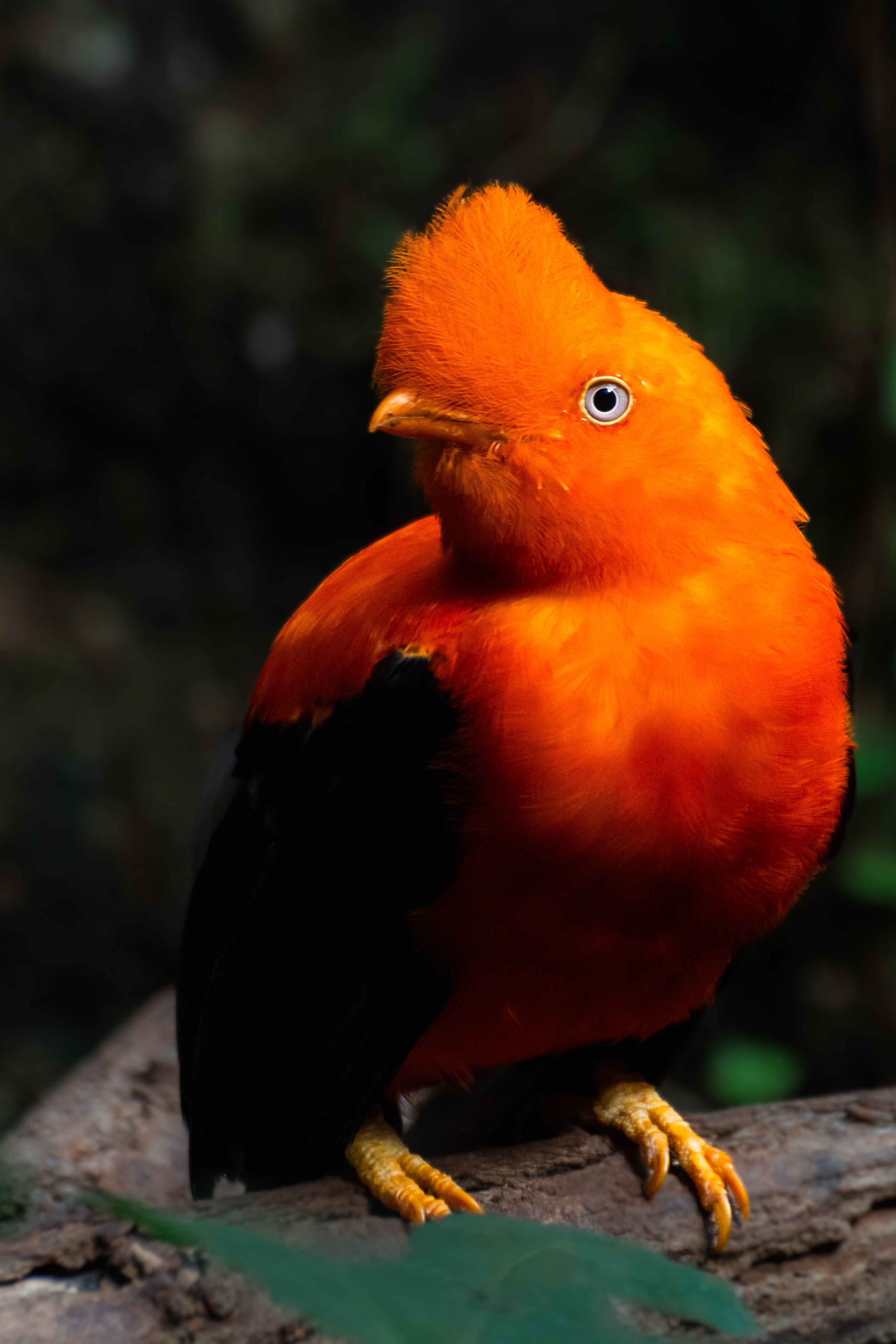 Vibrant Andean Cock-of-the-rock Bird Portrait · Free Stock Photo