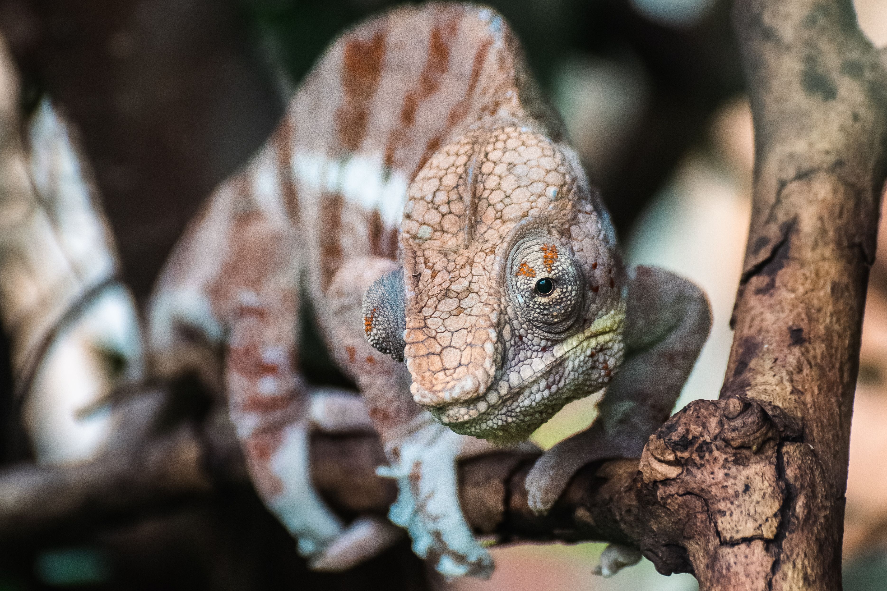 Chameleon
