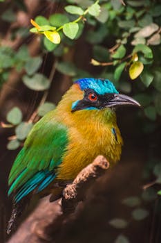 Blue-crowned motmot perched on a branch, vivid green and blue feathers.