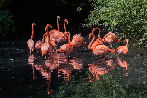Free A flock of flamingos wading in a serene pond, creating stunning reflections with their vibrant pink plumage. Stock Photo