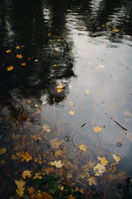 Yellow autumn leaves float on a pond, creating ripples in the rain, capturing a serene fall scene.