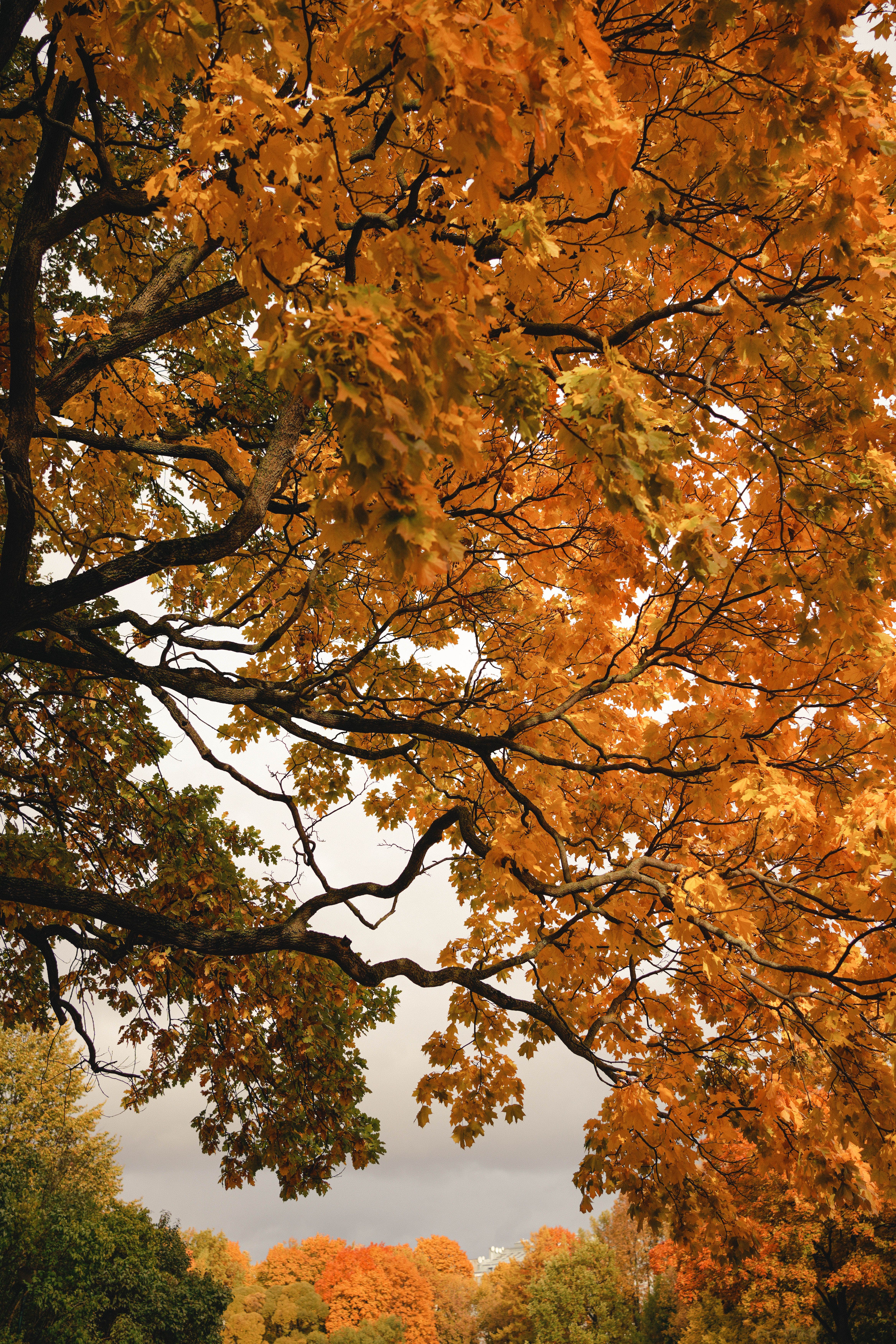 Beautiful Autumn Foliage with Golden Leaves · Free Stock Photo