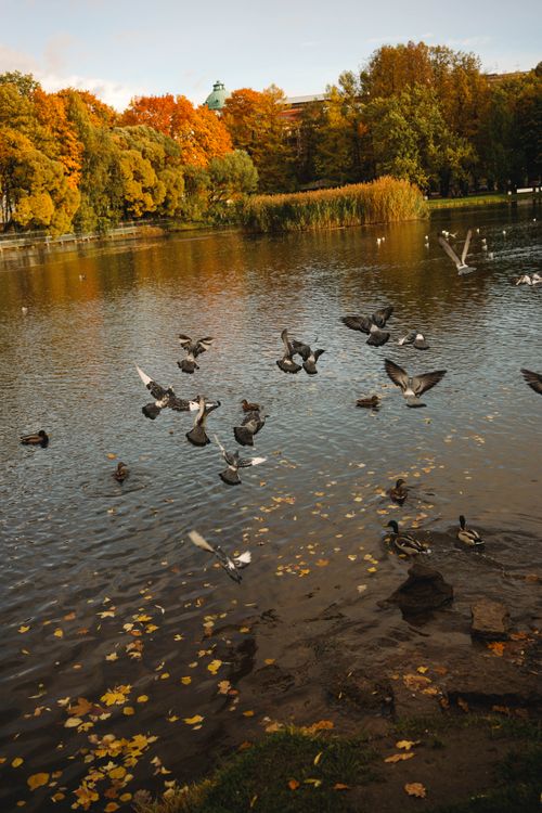 Free Scenic autumn lake scene with pigeons in flight and ducks swimming. Stock Photo