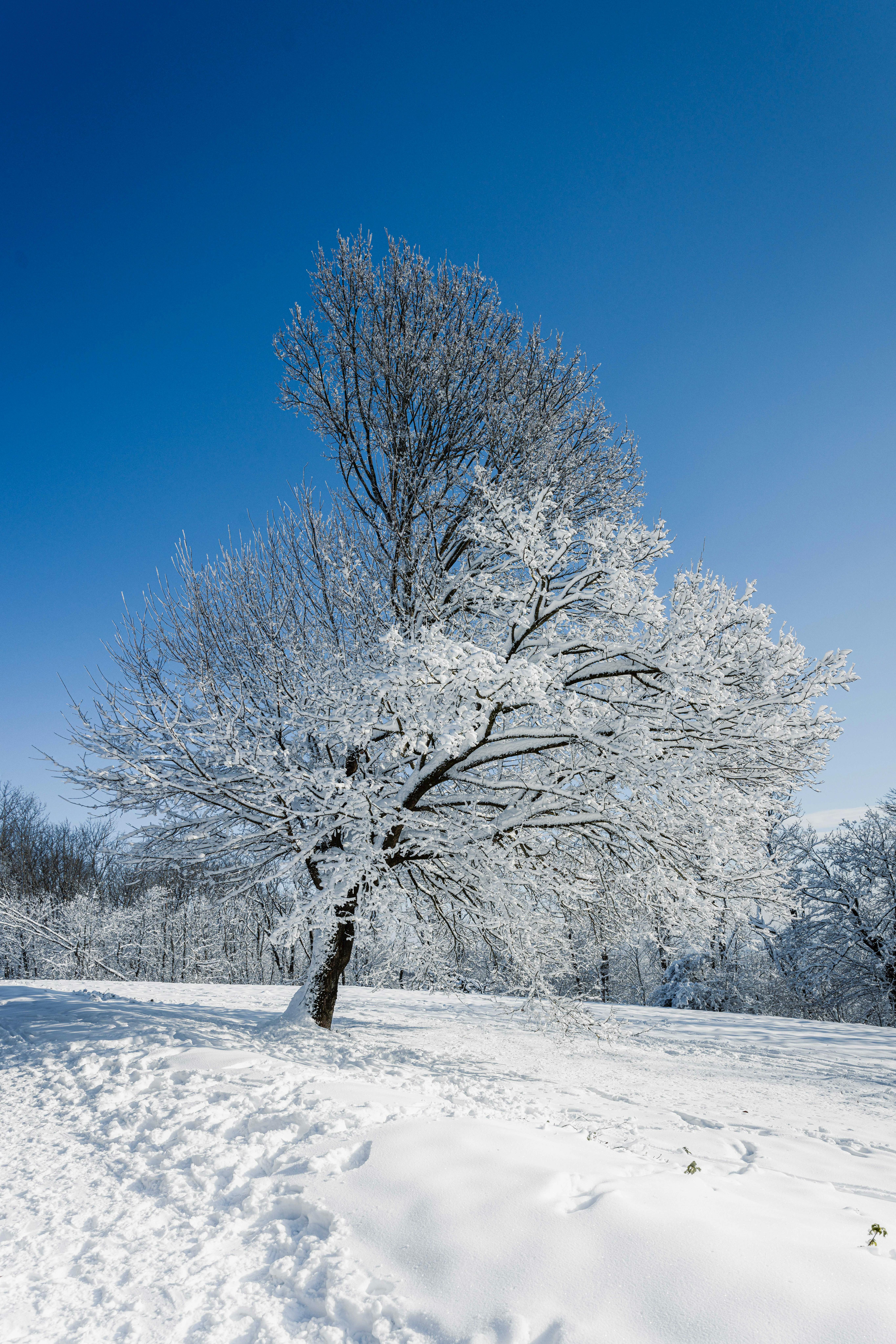 A solitary tree covered in snow stands against a bright blue sky in Vienna's winter landscape.