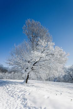 A solitary tree covered in snow stands against a bright blue sky in Vienna's winter landscape.