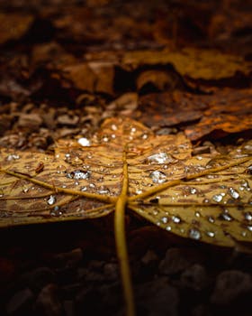 Detailed view of fallen autumn leaves with dewdrops in an Austrian forest setting, capturing the essence of fall.