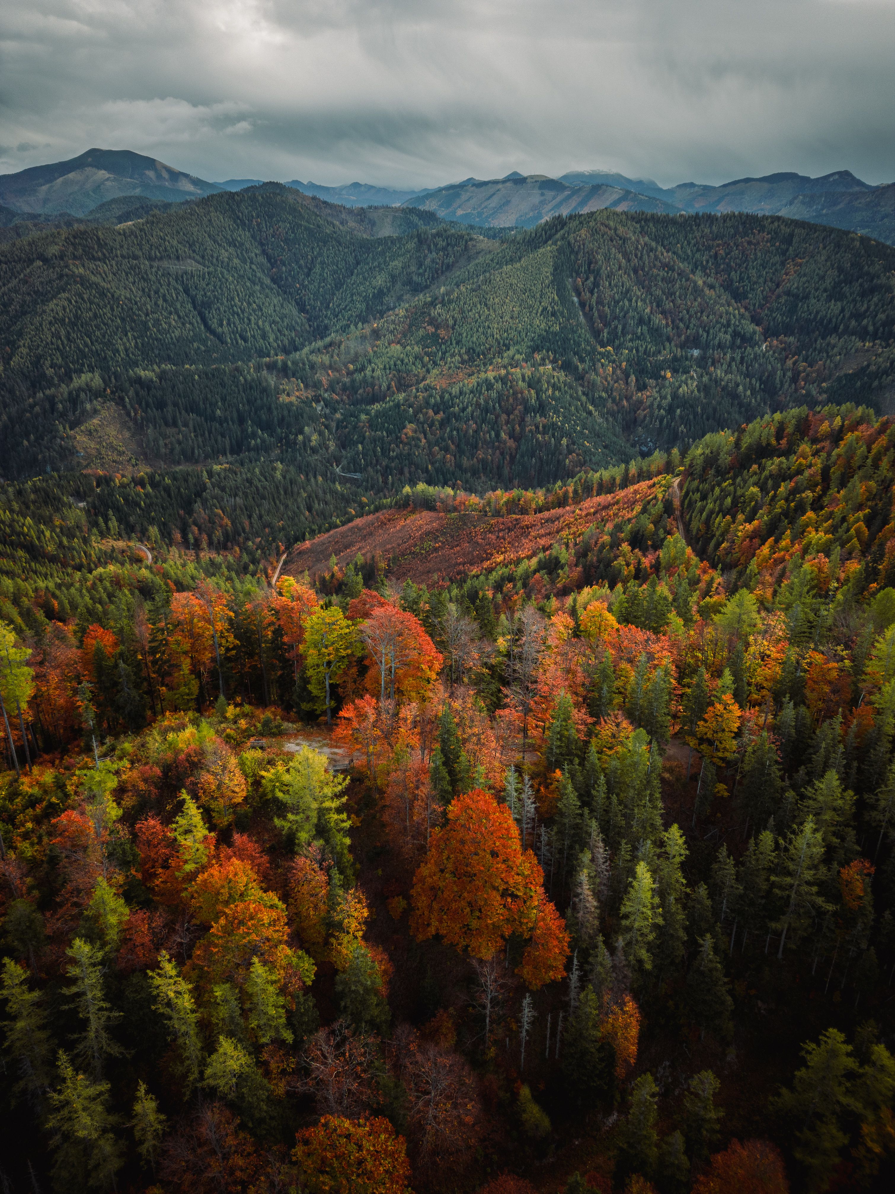 Aerial View of Autumn Forest in Mariazell, Austria · Free Stock Photo