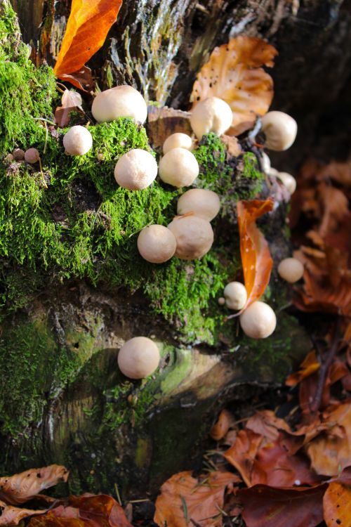Free Cluster of mushrooms growing on moss-covered stump with autumn leaves. Stock Photo