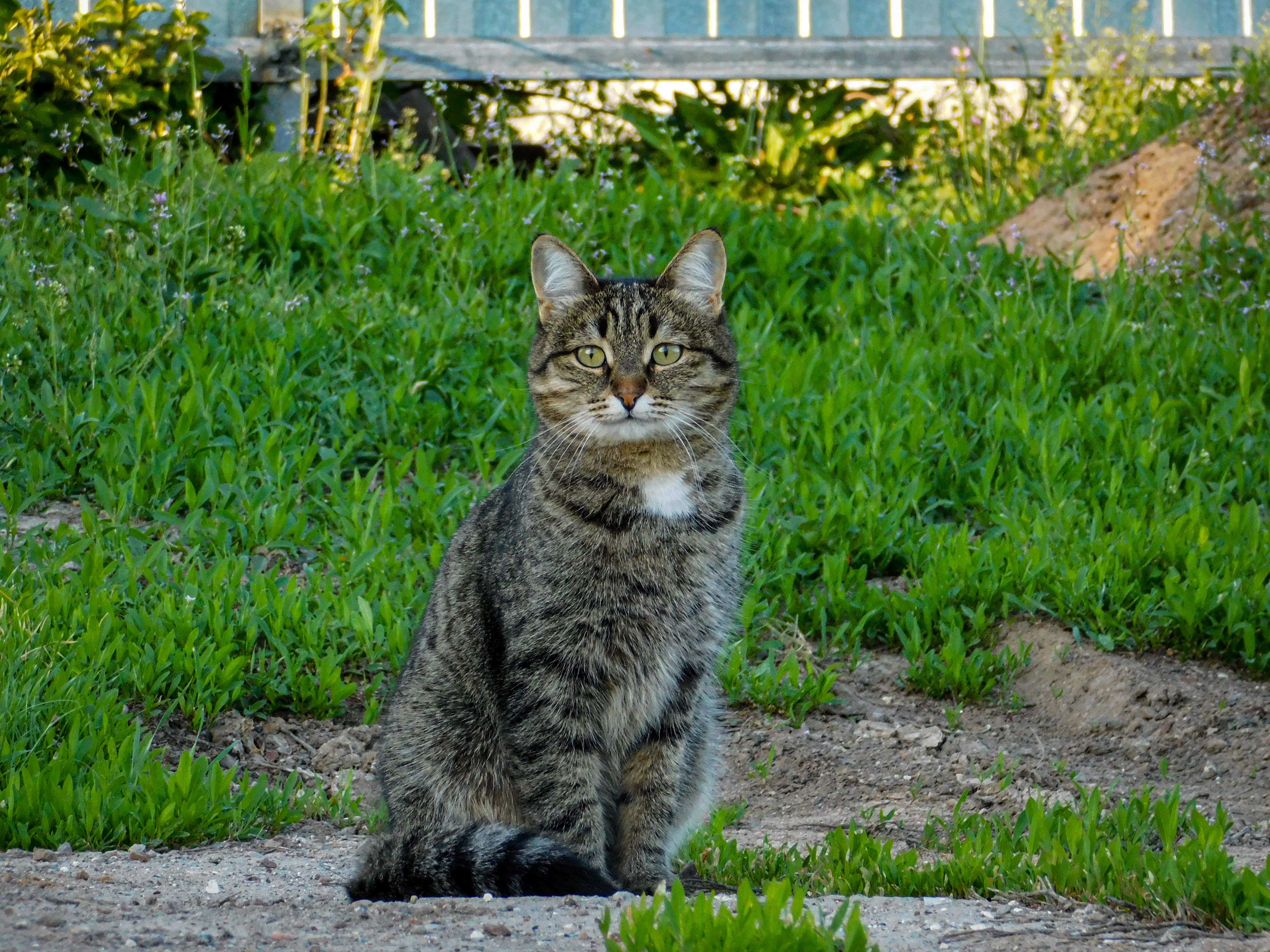 Tabby Cat Sitting Outdoors in a Garden · Free Stock Photo