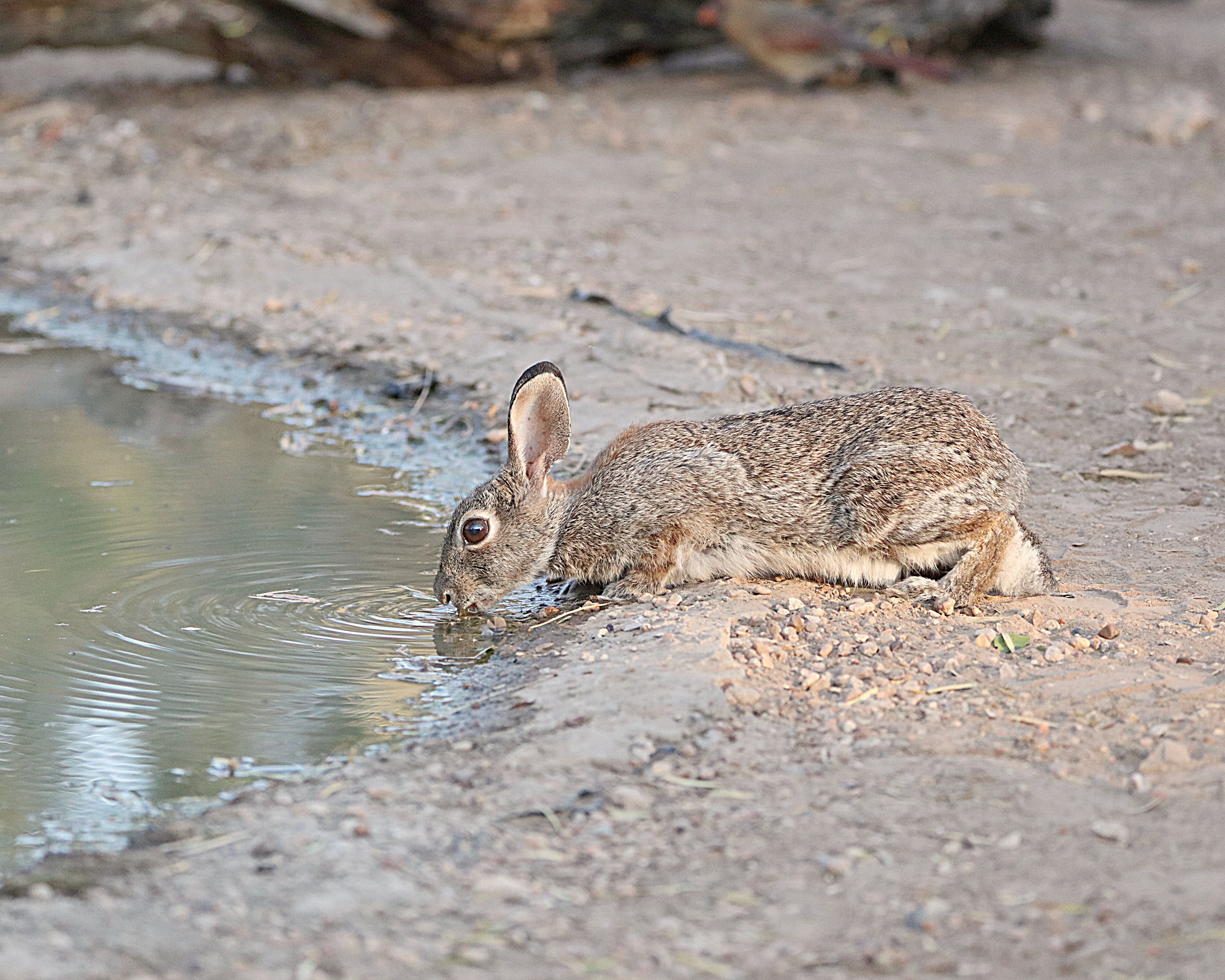 Wild Rabbit Drinking from a Pond in Natural Habitat · Free Stock Photo