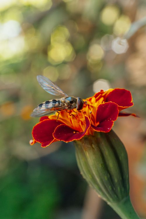 Free Macro shot of a hoverfly sitting on a marigold flower, capturing intricate details of nature. Stock Photo