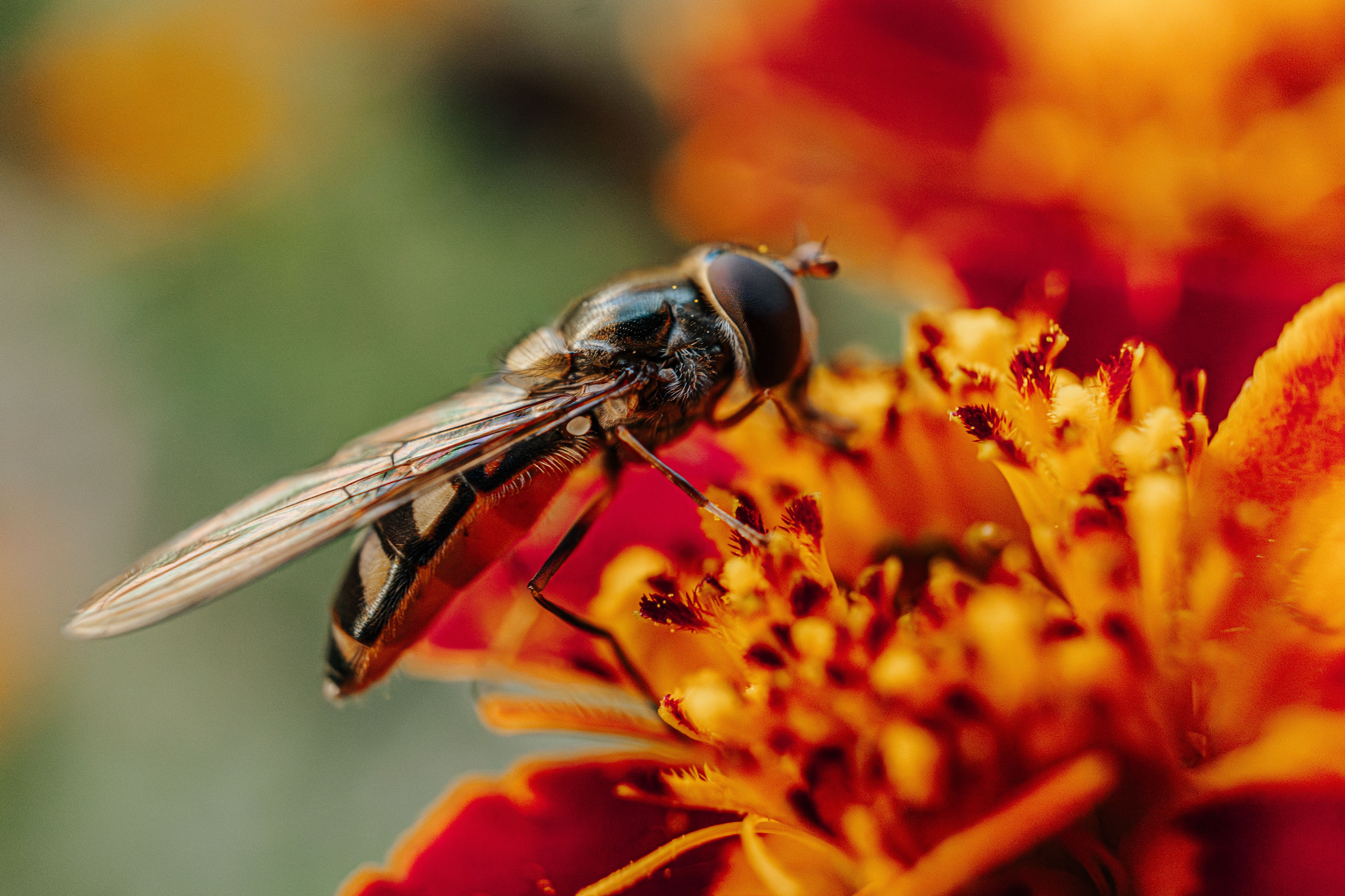 Close-up of Hoverfly on Vibrant Marigold Flower · Free Stock Photo