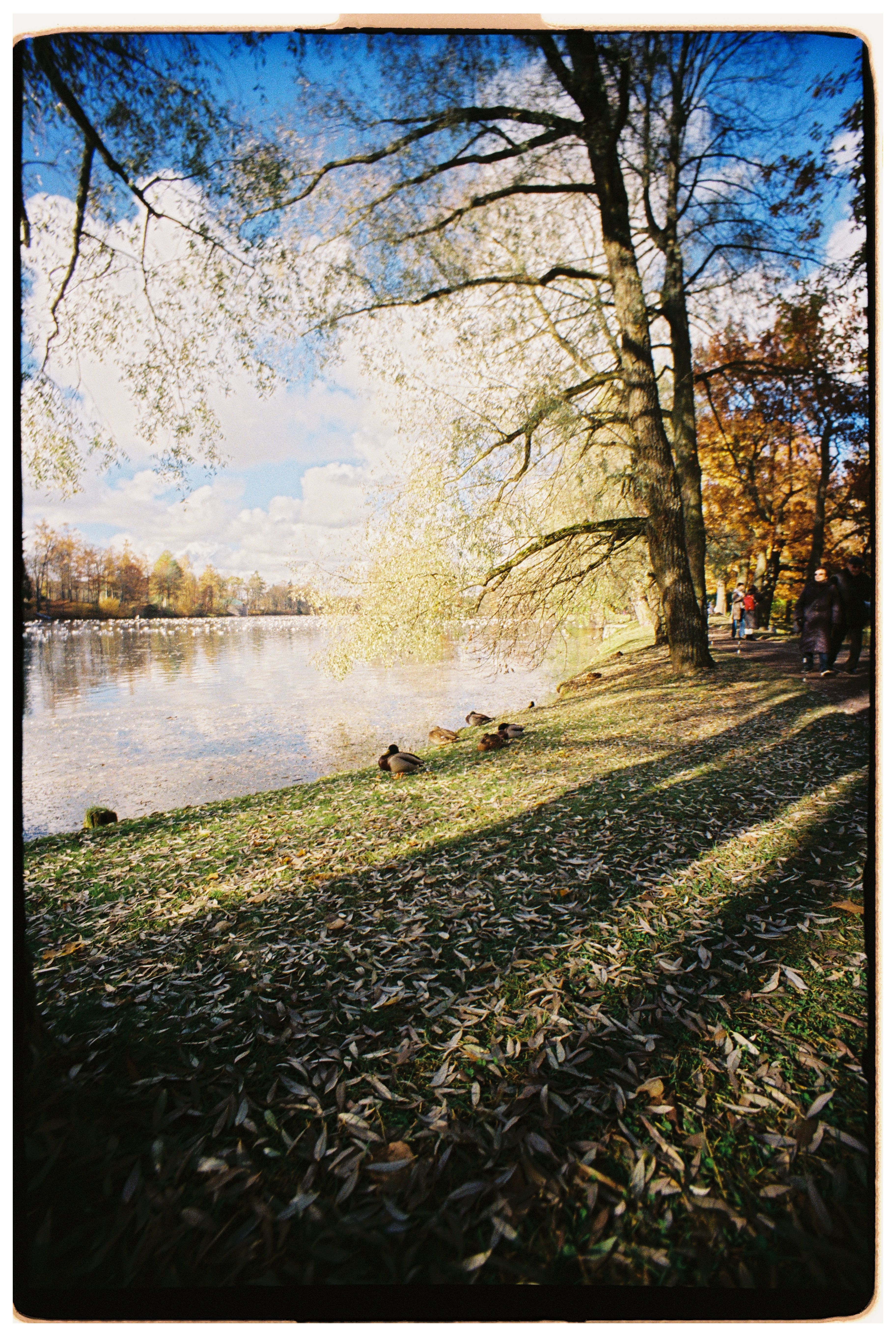 Tranquil Autumn Lake View with Falling Leaves · Free Stock Photo