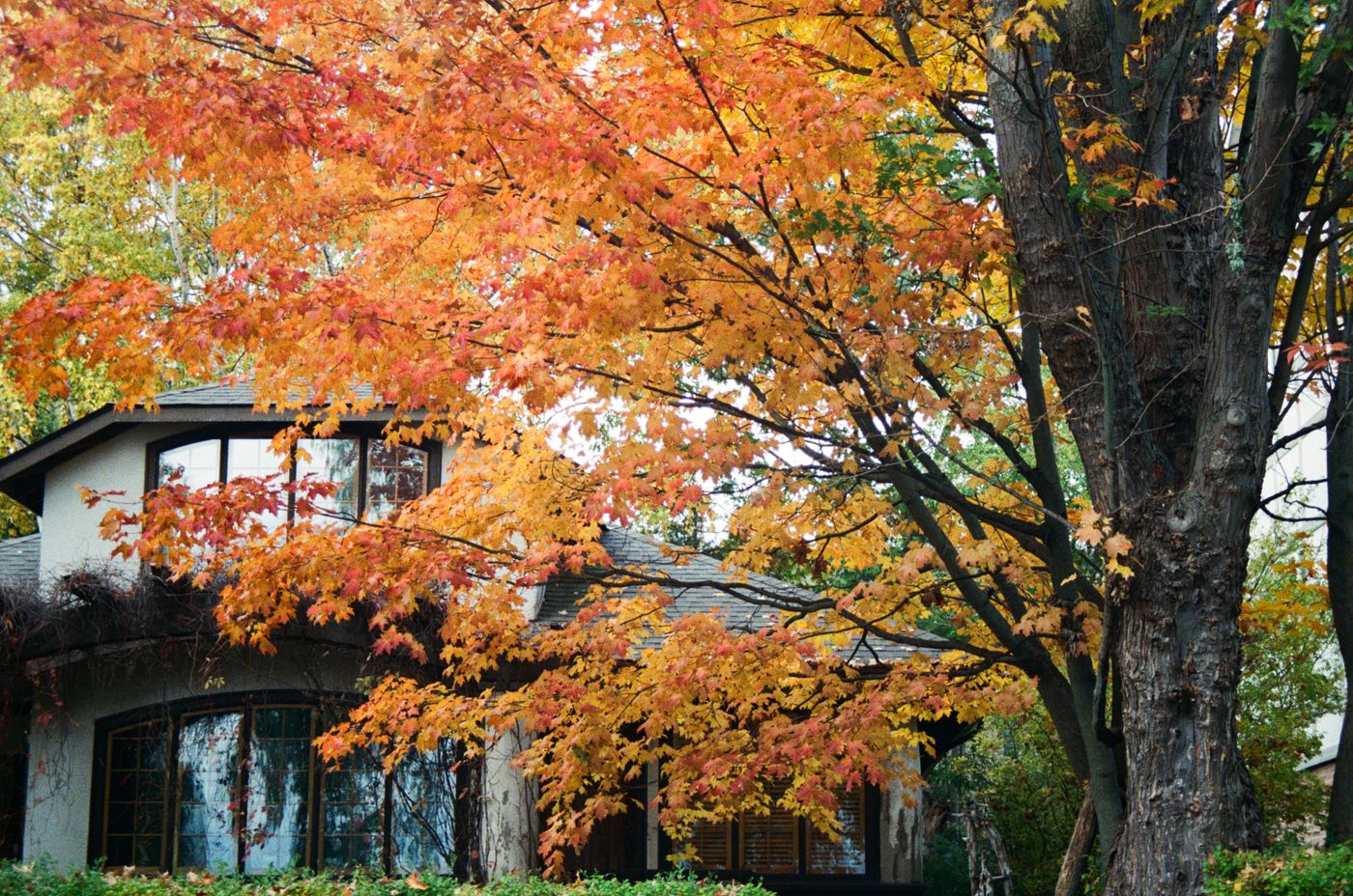 Family home beneath mature maple trees with a newly planted garden