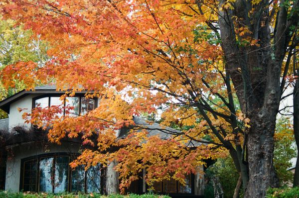 Family home beneath mature maple trees with a newly planted garden