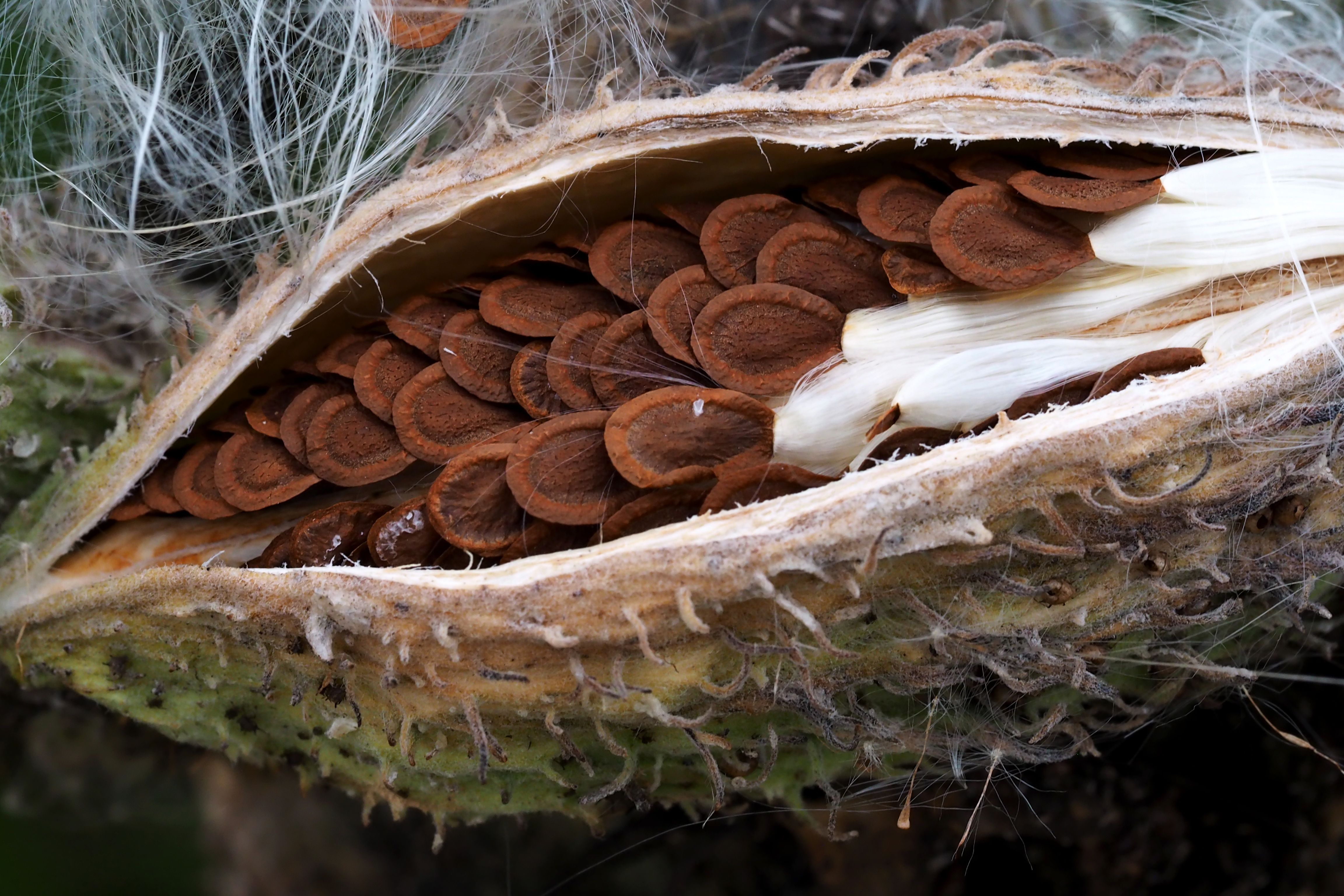 Close-up of Seed Pod on Tree Bark Free Stock Photo Close-up of Seed Pod on Tree Bark Free Stock Photo