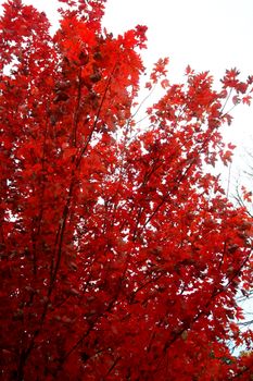 Bright red autumn maple leaves in full display, capturing the vivid fall foliage outdoors.