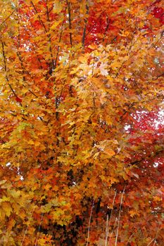 A stunning maple tree showcasing vibrant autumn colors in red, orange, and yellow foliage.