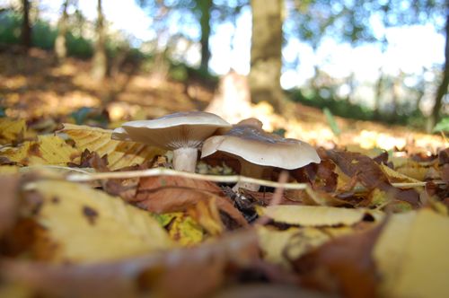 Free Two mushrooms growing amidst colorful fall leaves in a sunny forest. Stock Photo