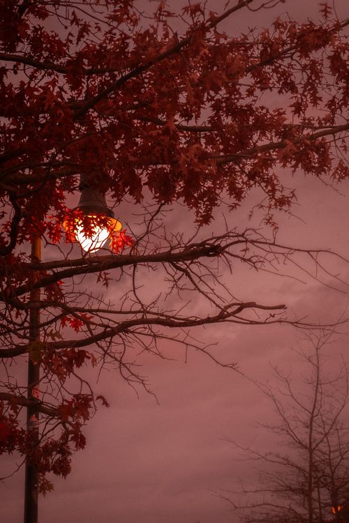 Free stock photo of autumn, light, red Stock Photo