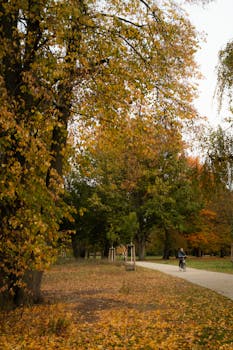 Free stock photo of autumn, autumn park, cycle