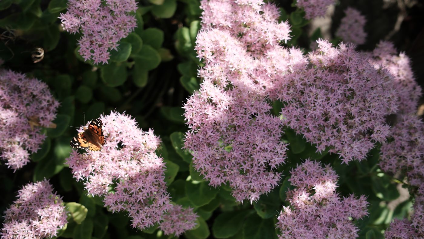 The Plants That Actually Bring Butterflies to My Garden