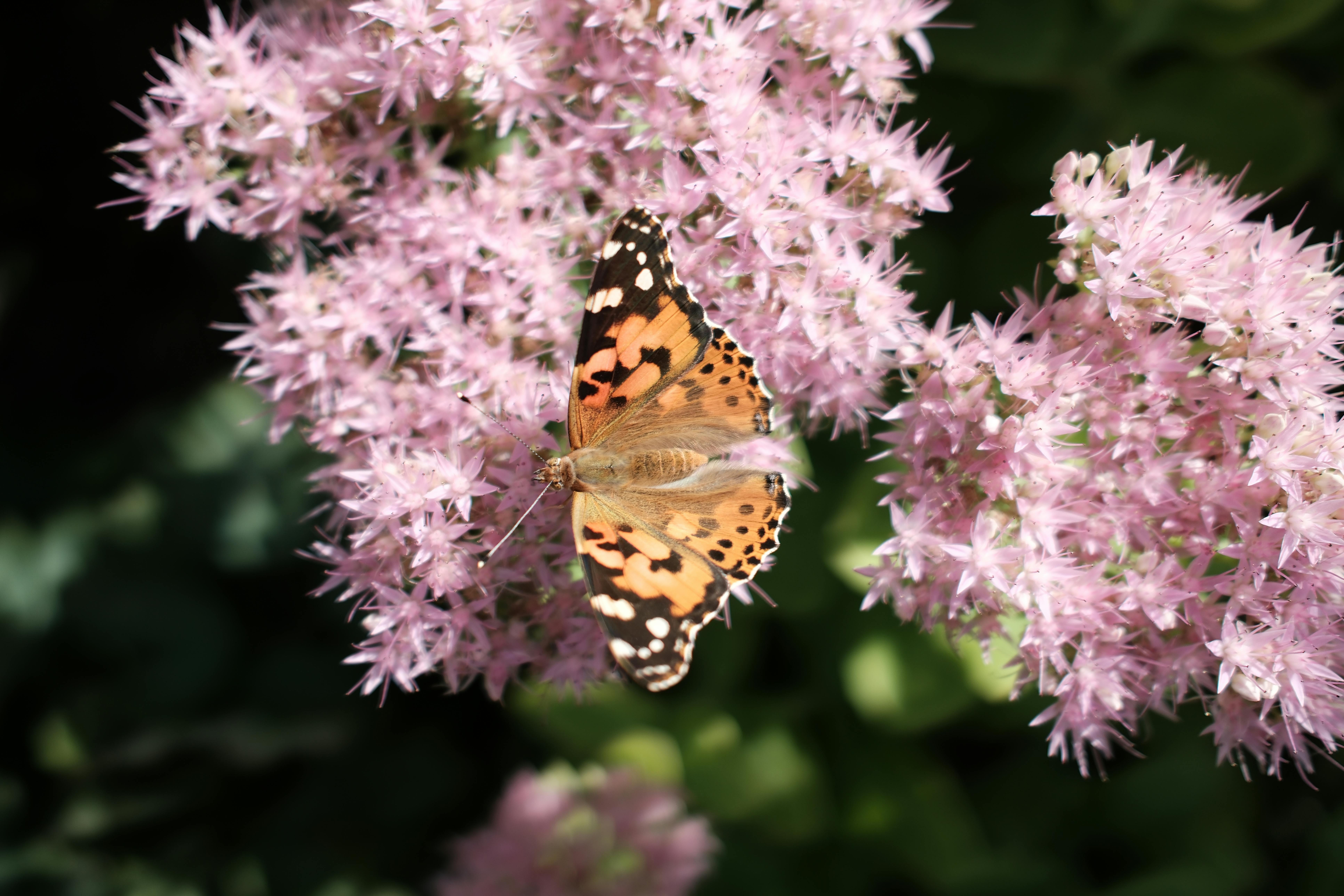 Vegan Diet Myths Debunked: Facts You Need to Know