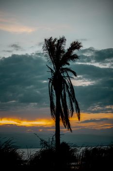 Moody palm tree silhouette against a vibrant sunset sky with clouds.